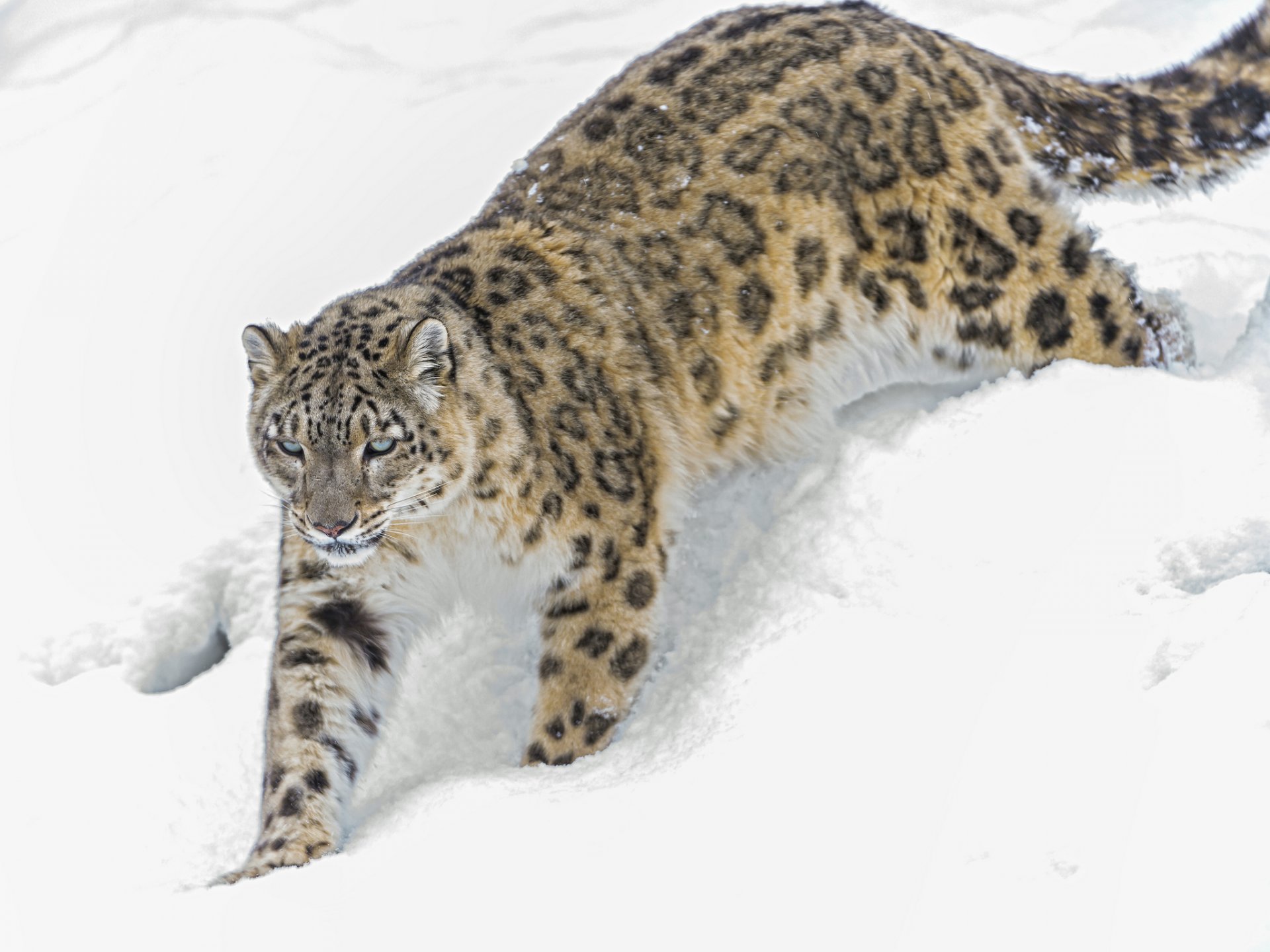 pantera śnieżna kot irbis zima śnieg ©tambako the jaguar