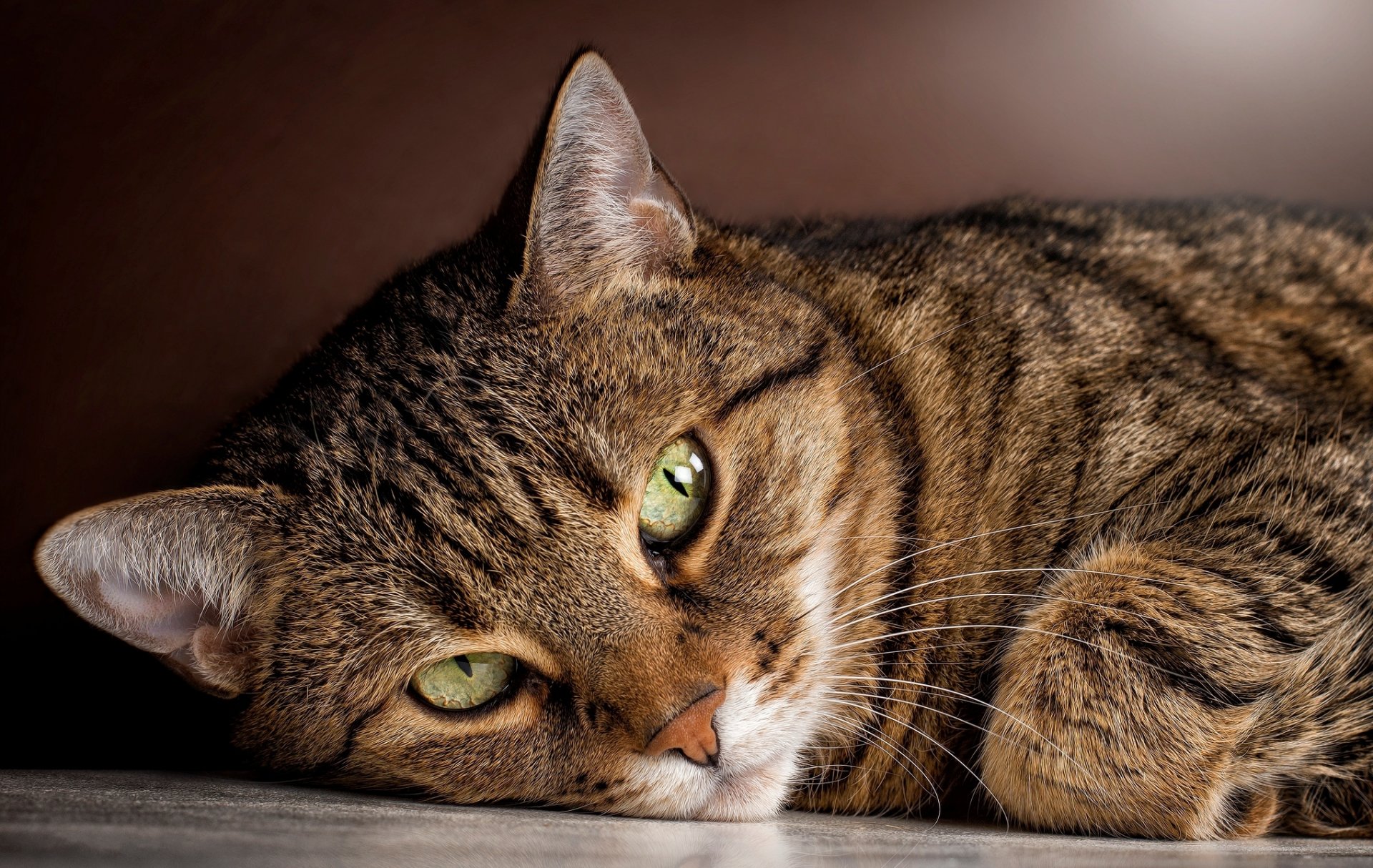 gatto tabby gatto si trova guarda sguardo occhi verde