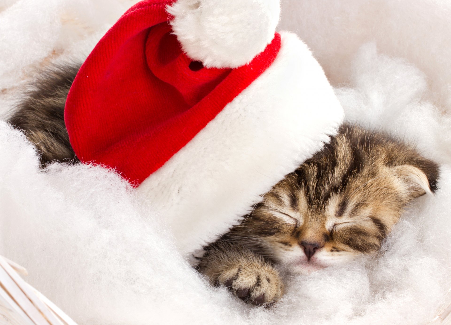 gatto gattino a strisce dormire cappello rosso capodanno vacanze inverno