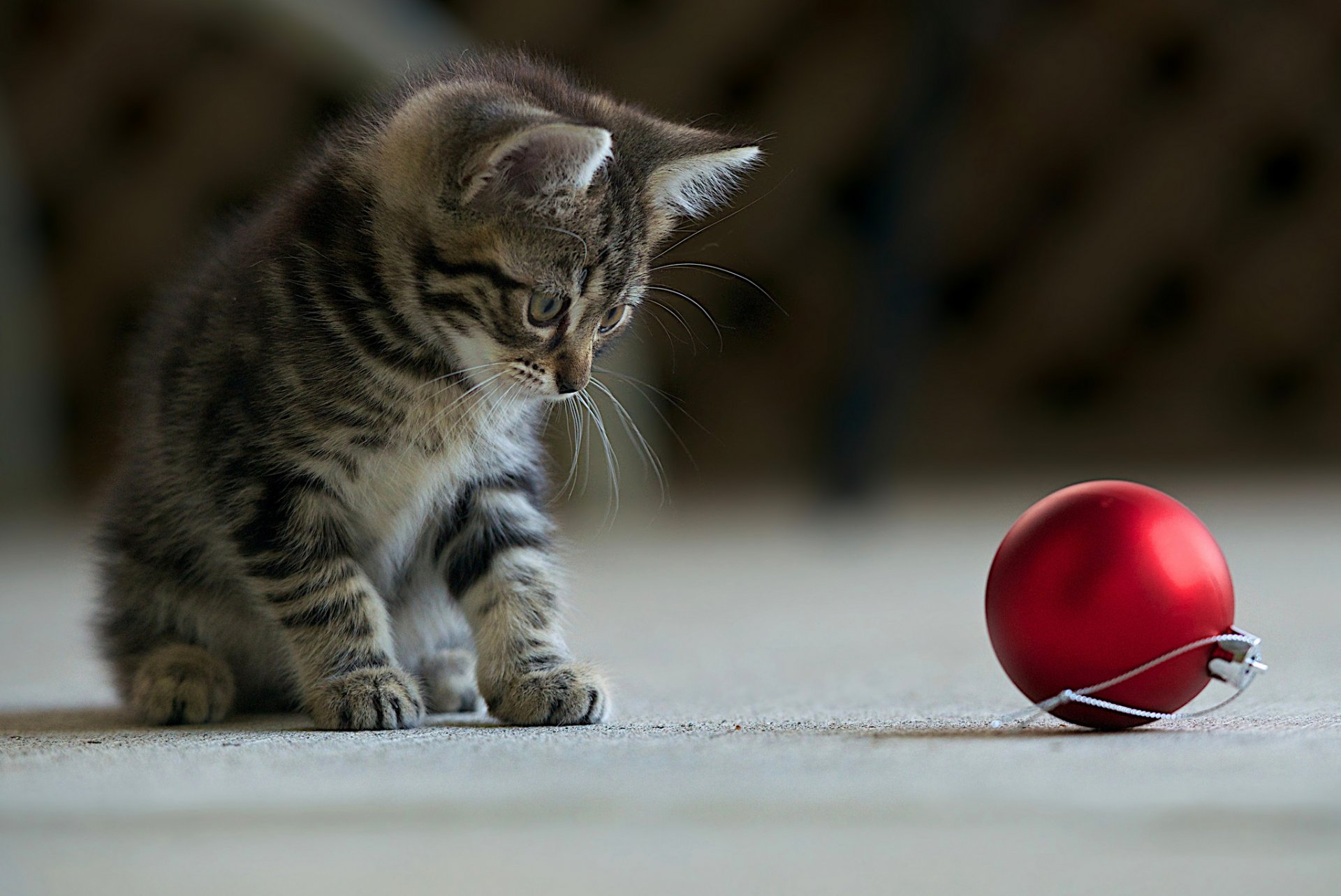 gattino grigio a righe palla rosso capodanno gioco