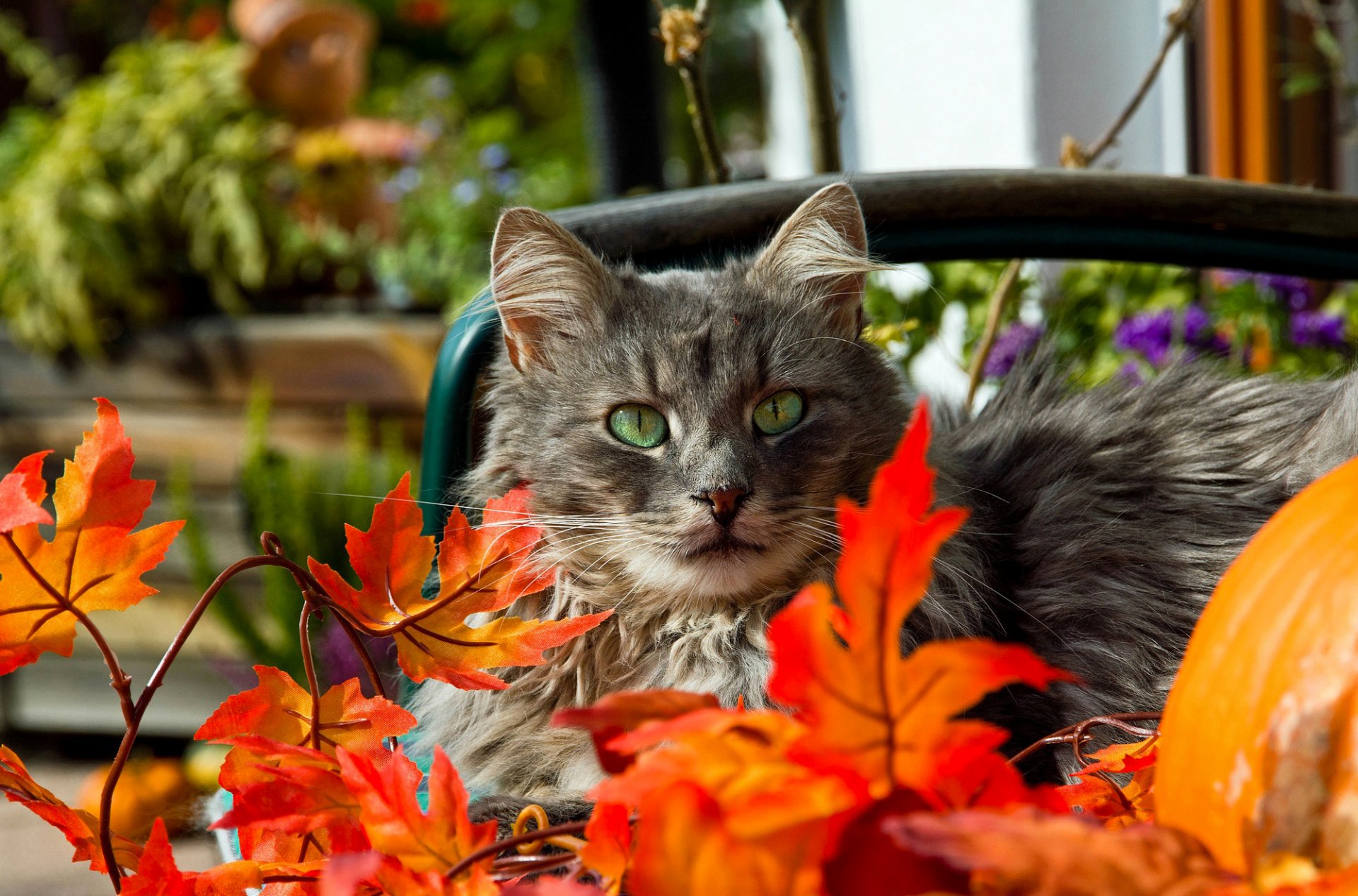 gatto grigio occhi verde baffi foglie arancione rosso autunno