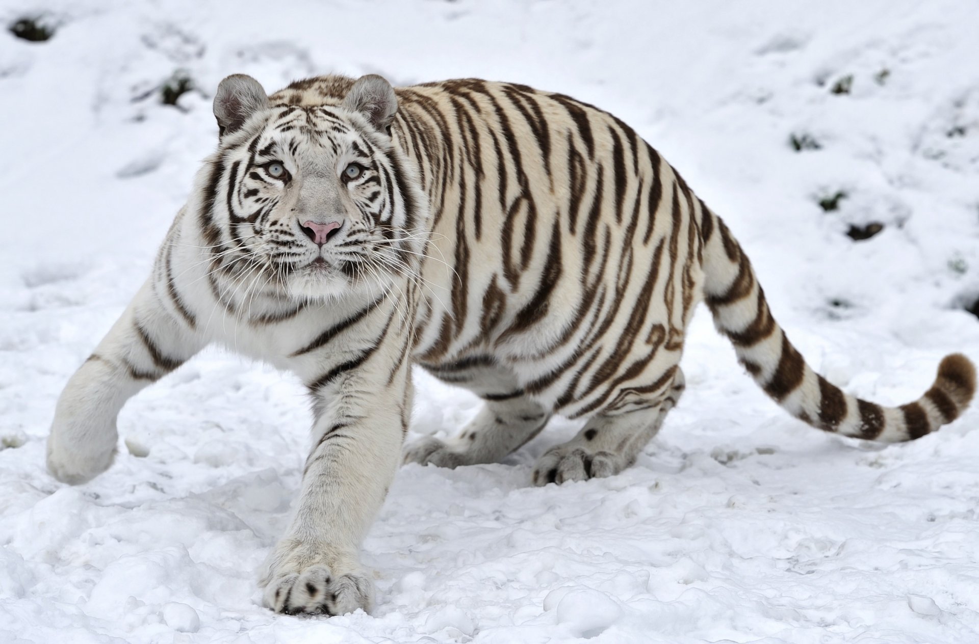 tiger predator snow winter