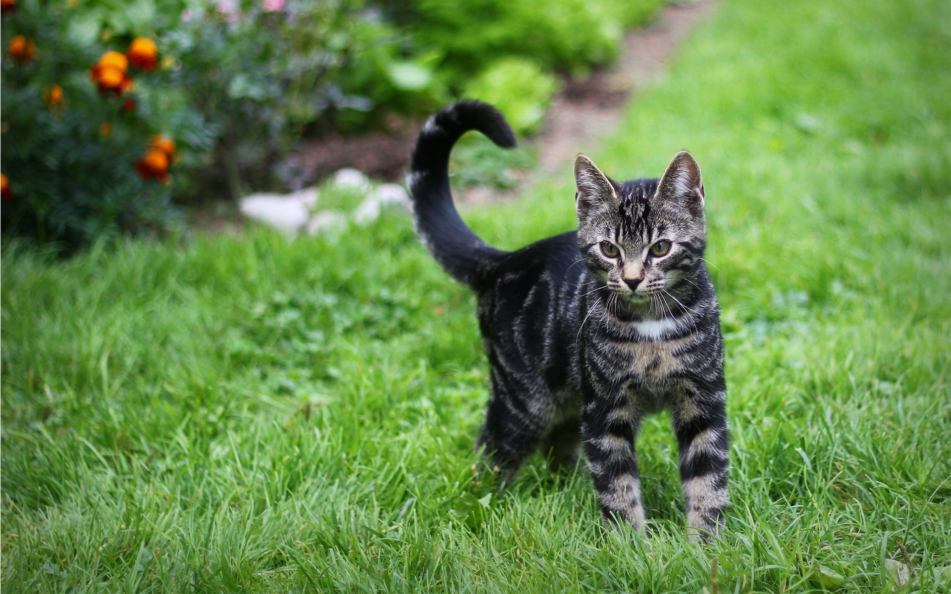 chat chat rayé herbe verdure