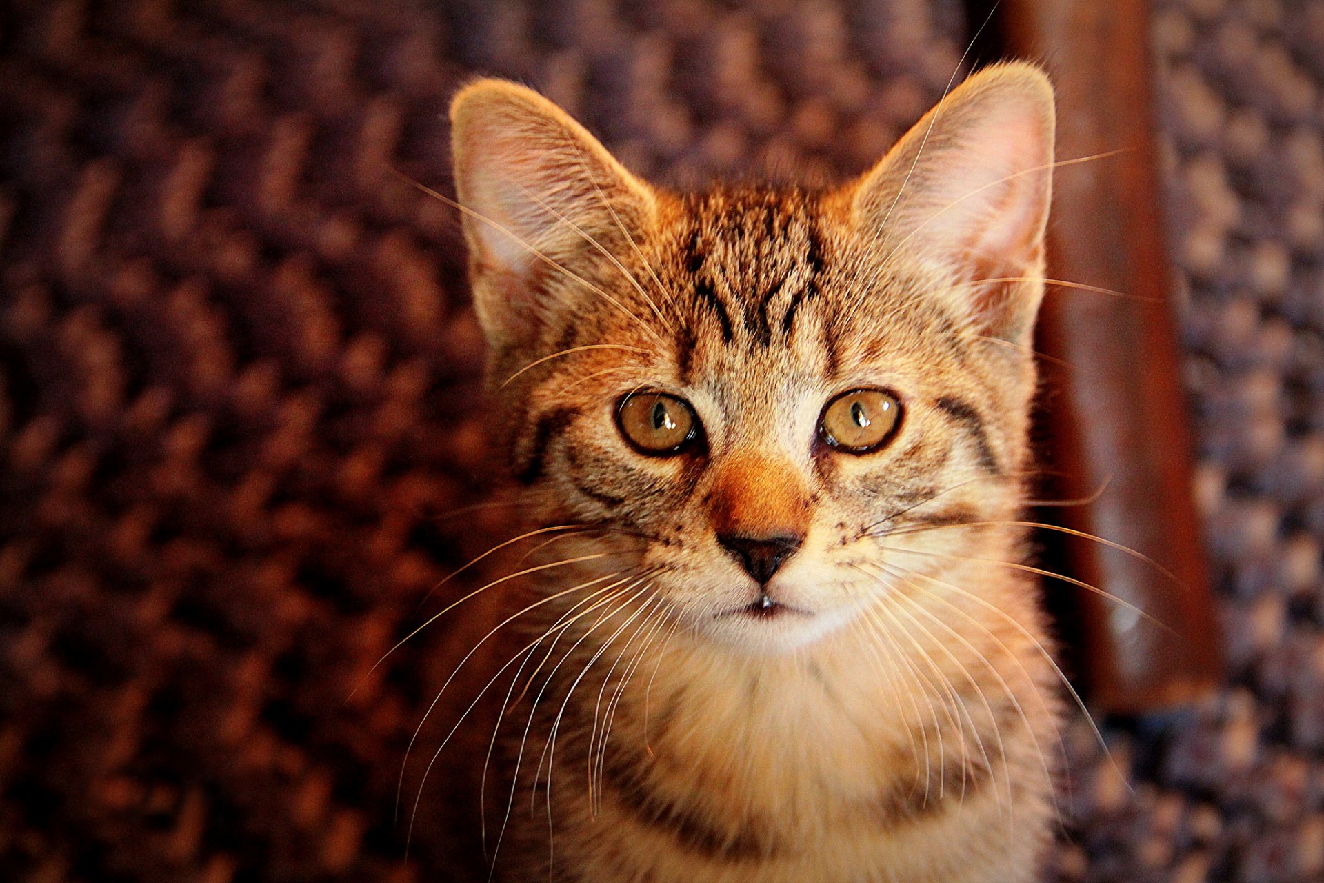 gatito gris rayas mirada retrato fondo