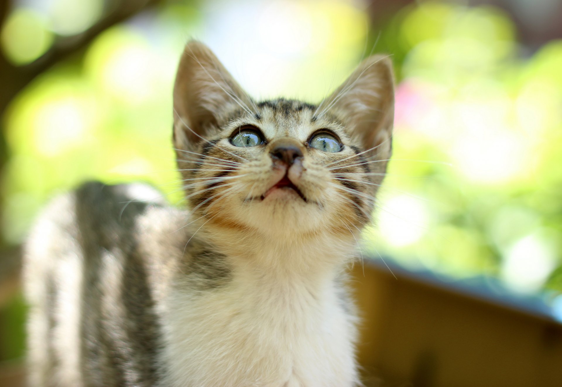 kitten striped view reflections background