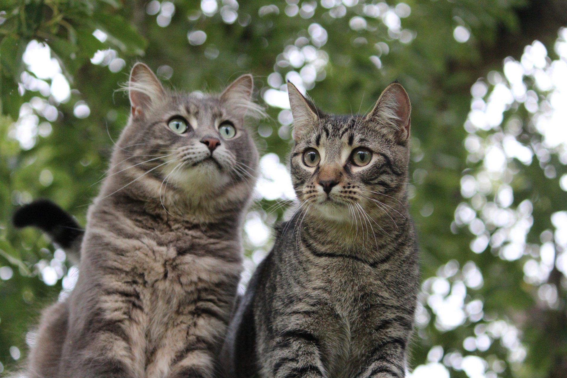 cat kitten reflections background