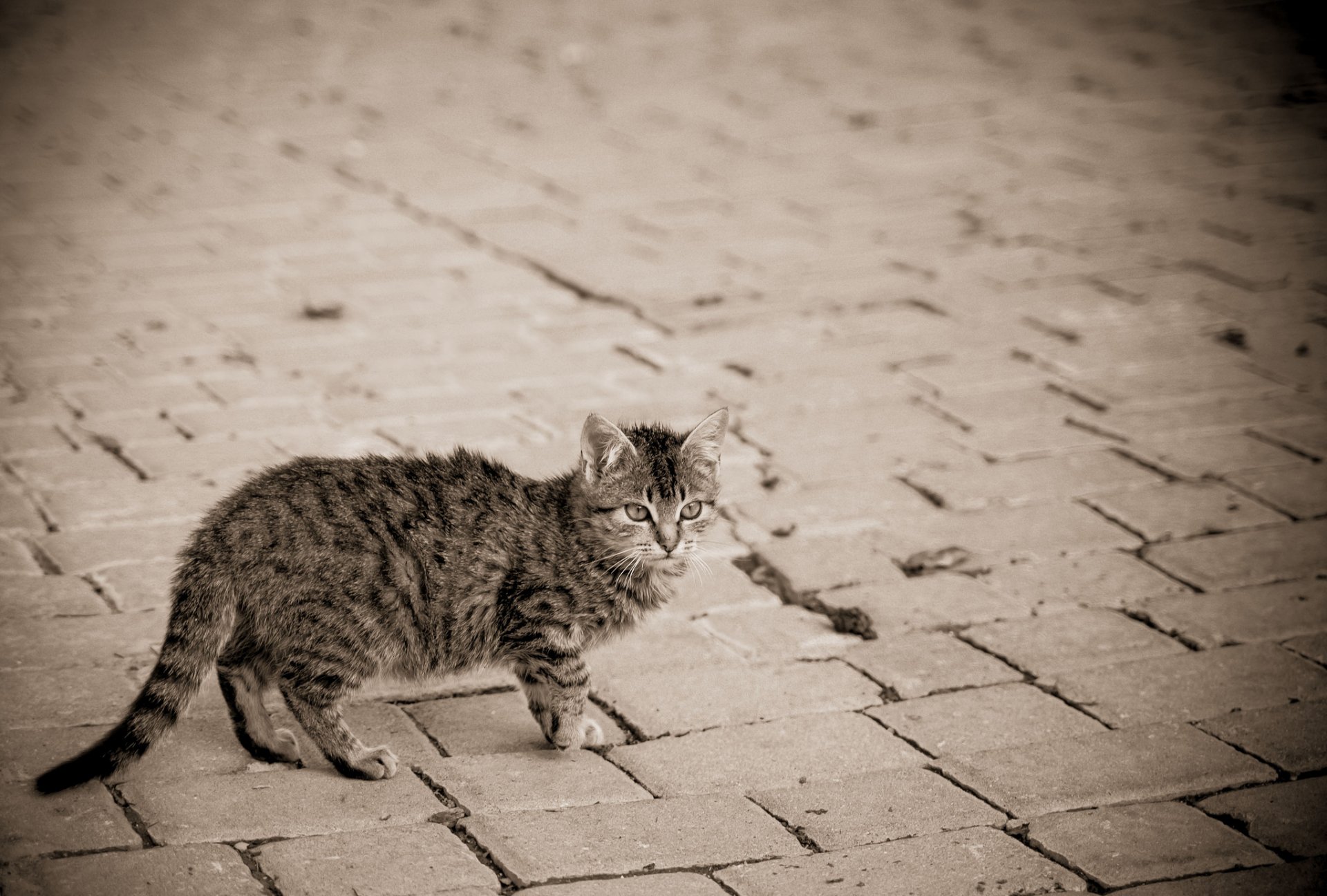 strada pavimentazione gatto gattino grigio a righe