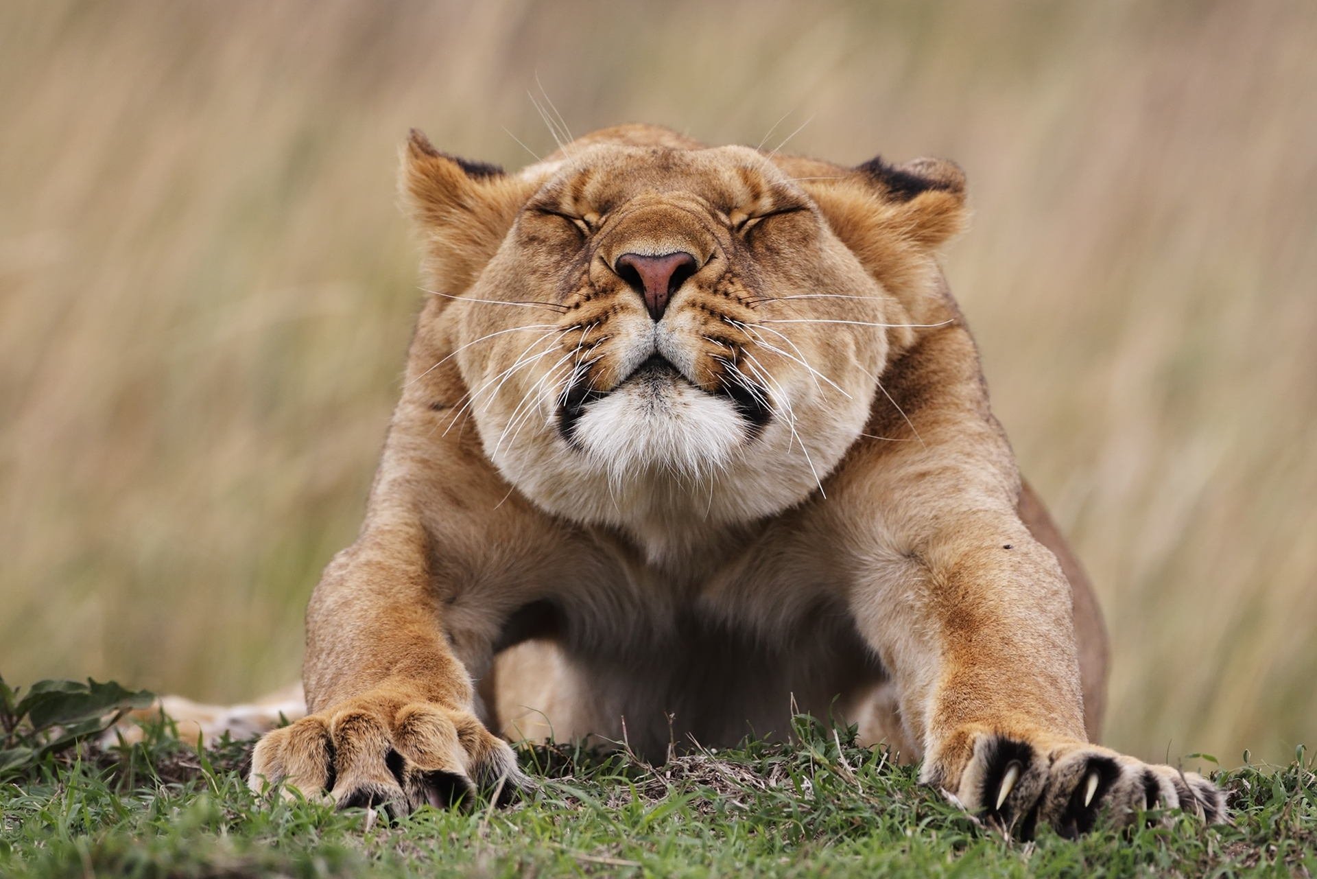 animaux lionne chat museau pattes