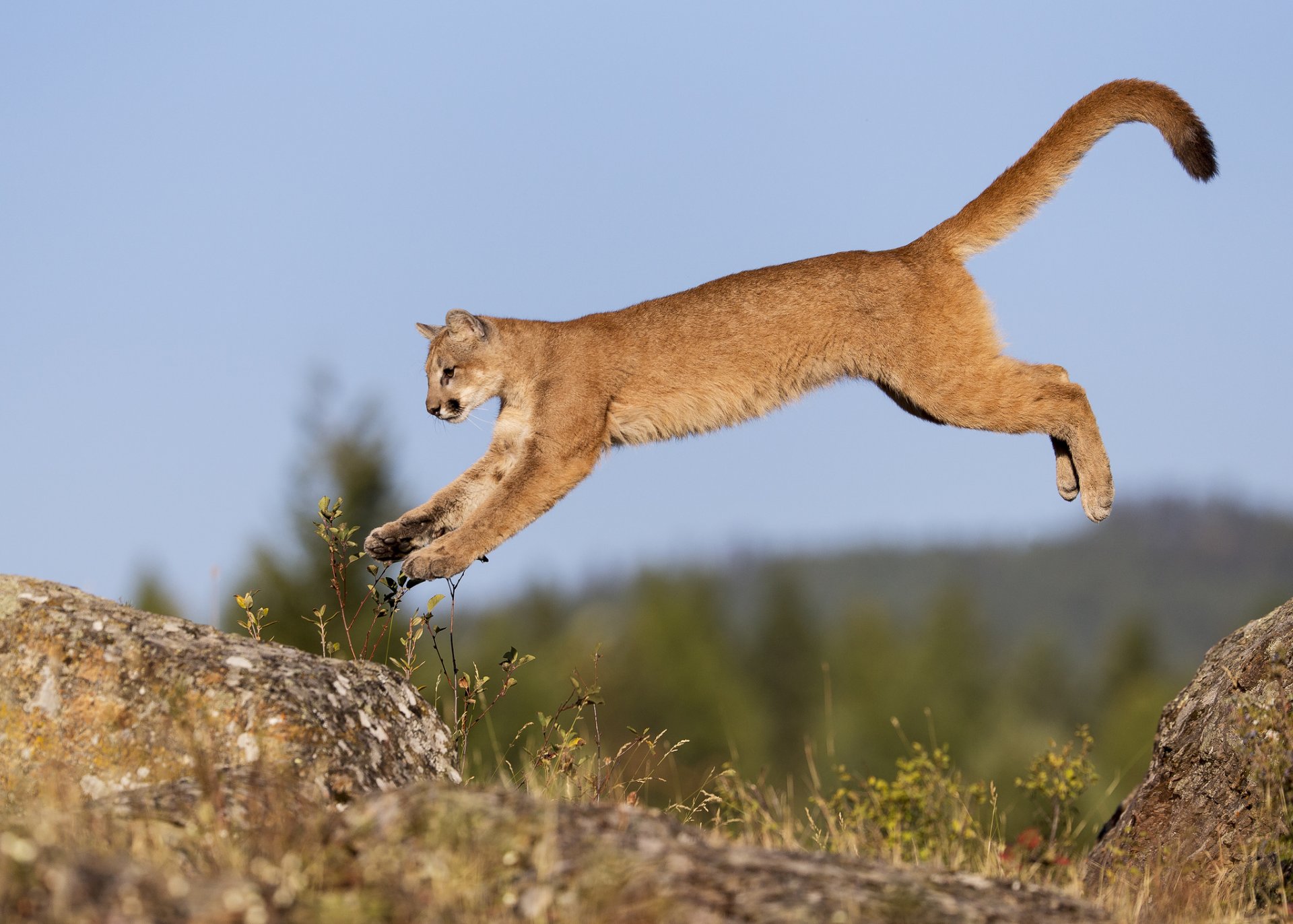 gato puma joven salto roca piedra cielo gary samples photography