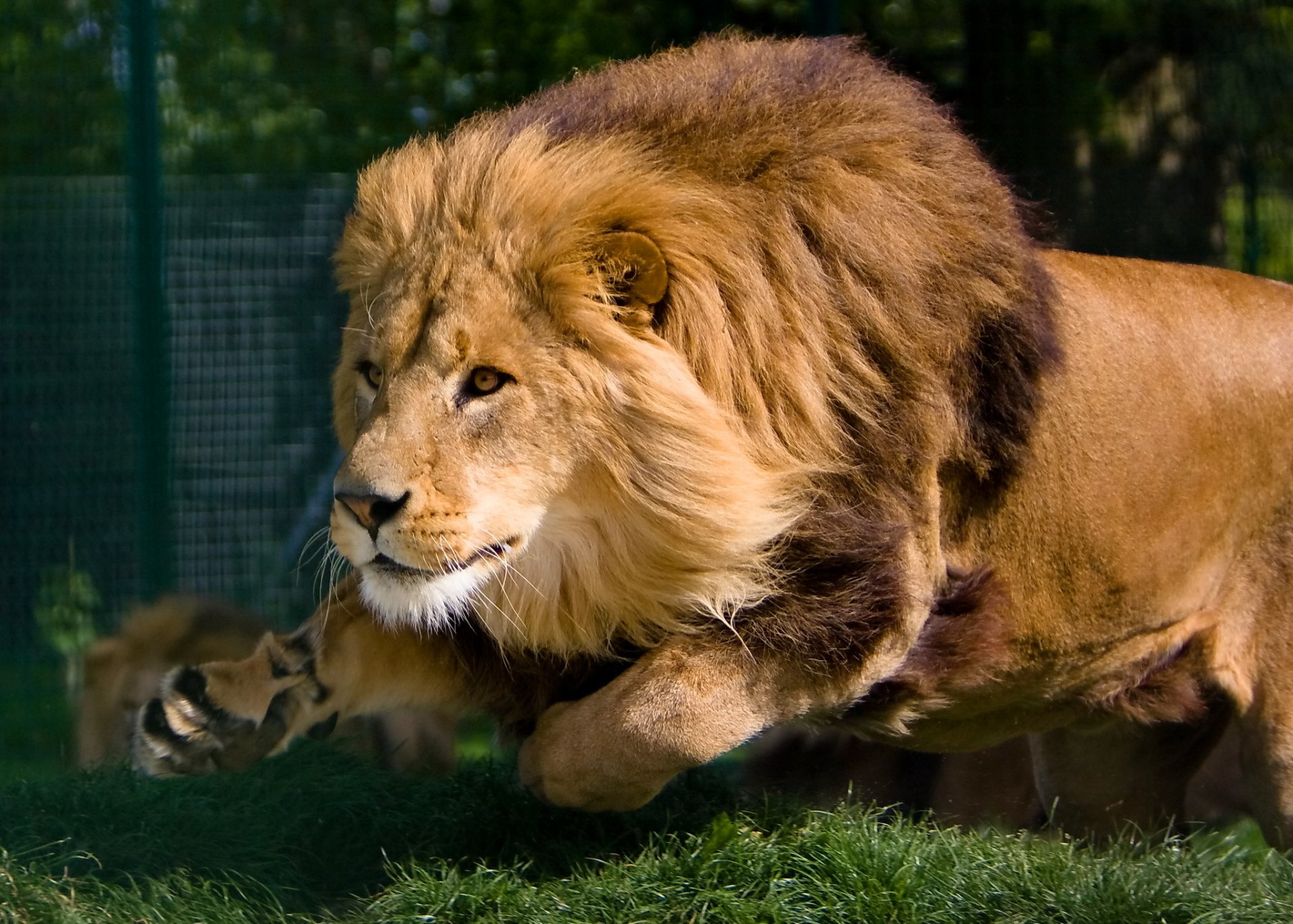 lion museau crinière course mouvement prédateur