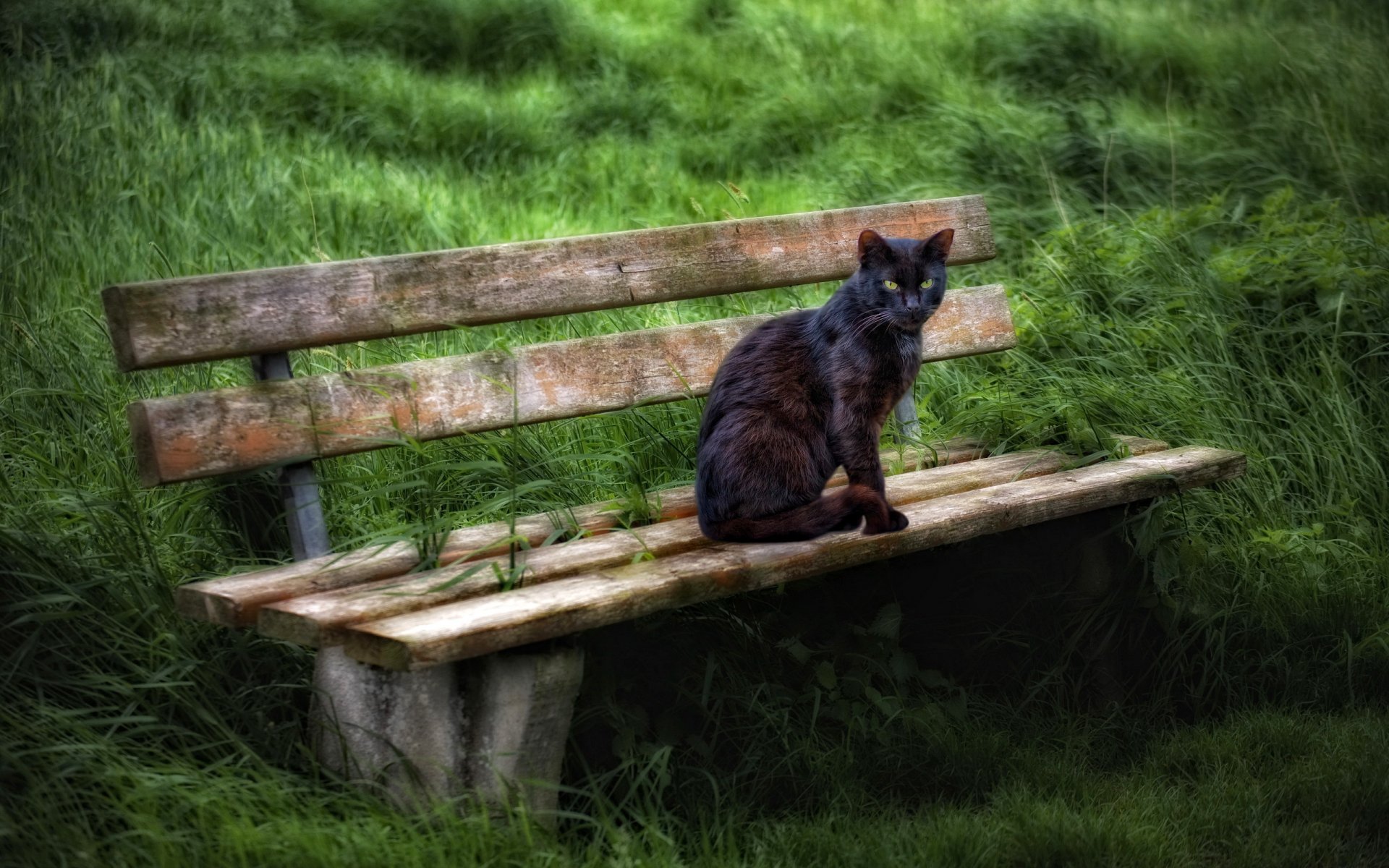 cat bench summer