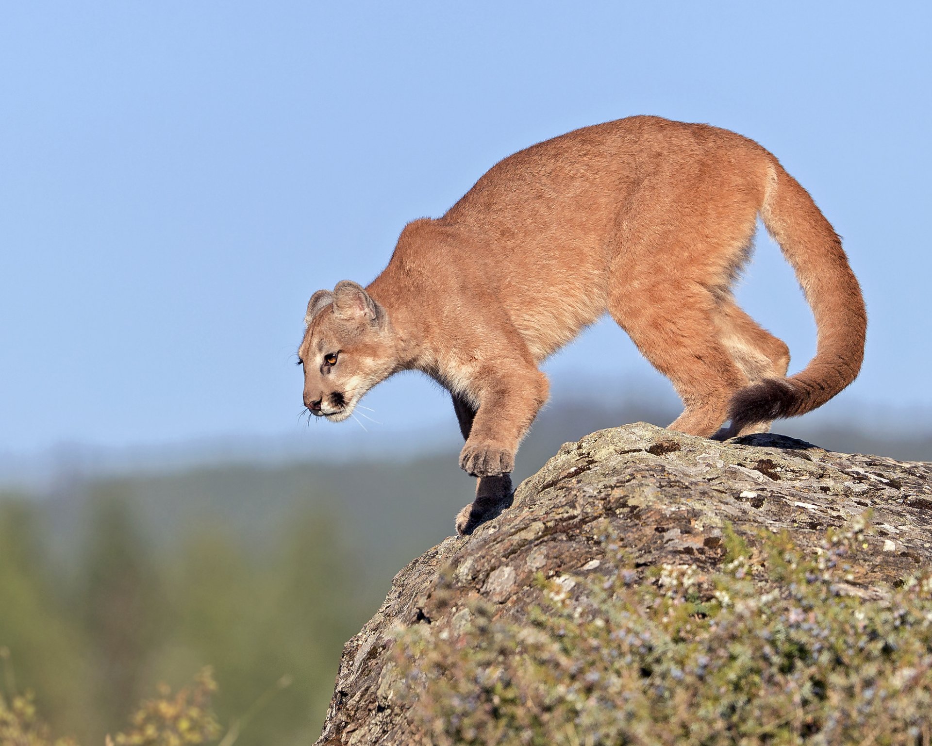 cougar jeune rock prêt ciel gary samples rhotographie