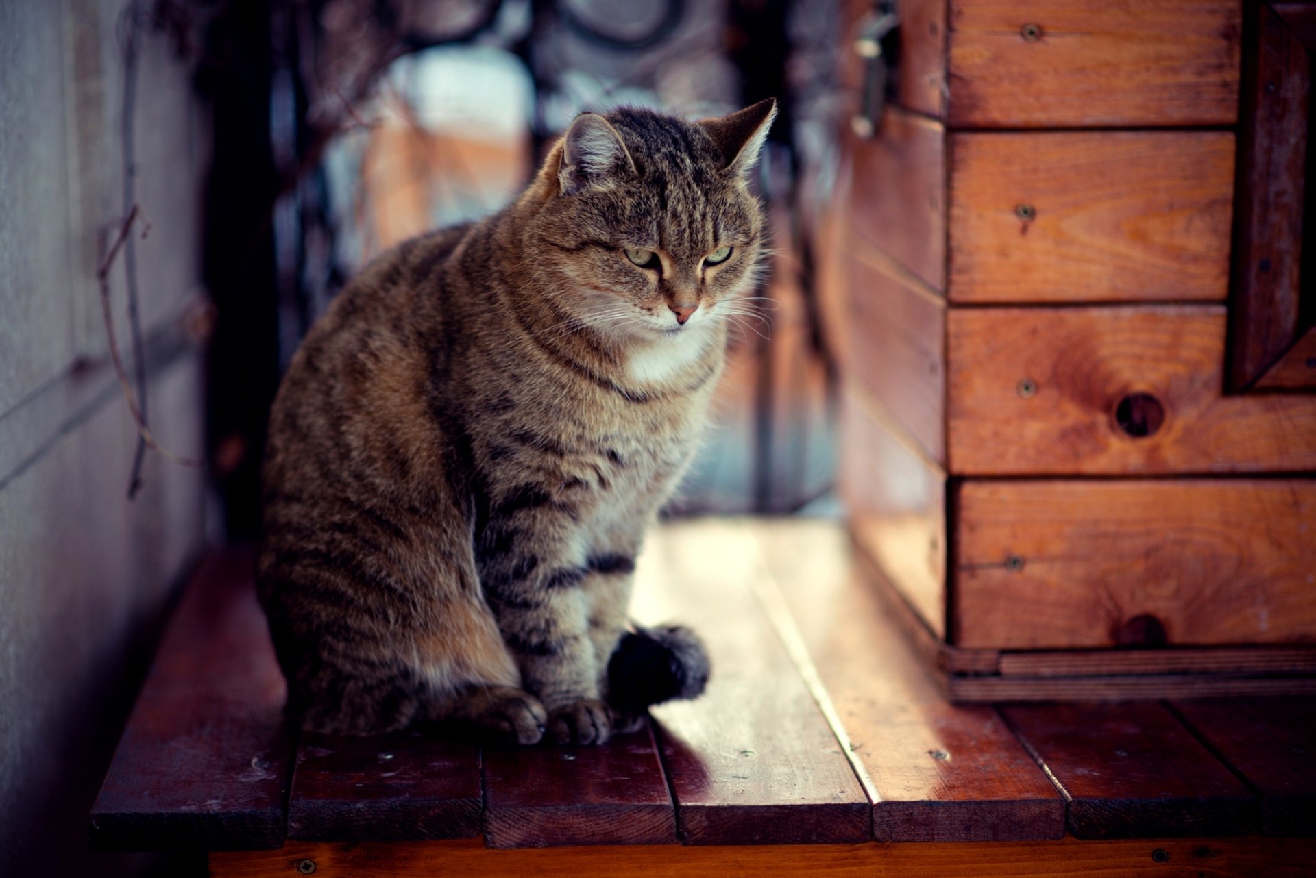 cat cat look boards sitting snow winter