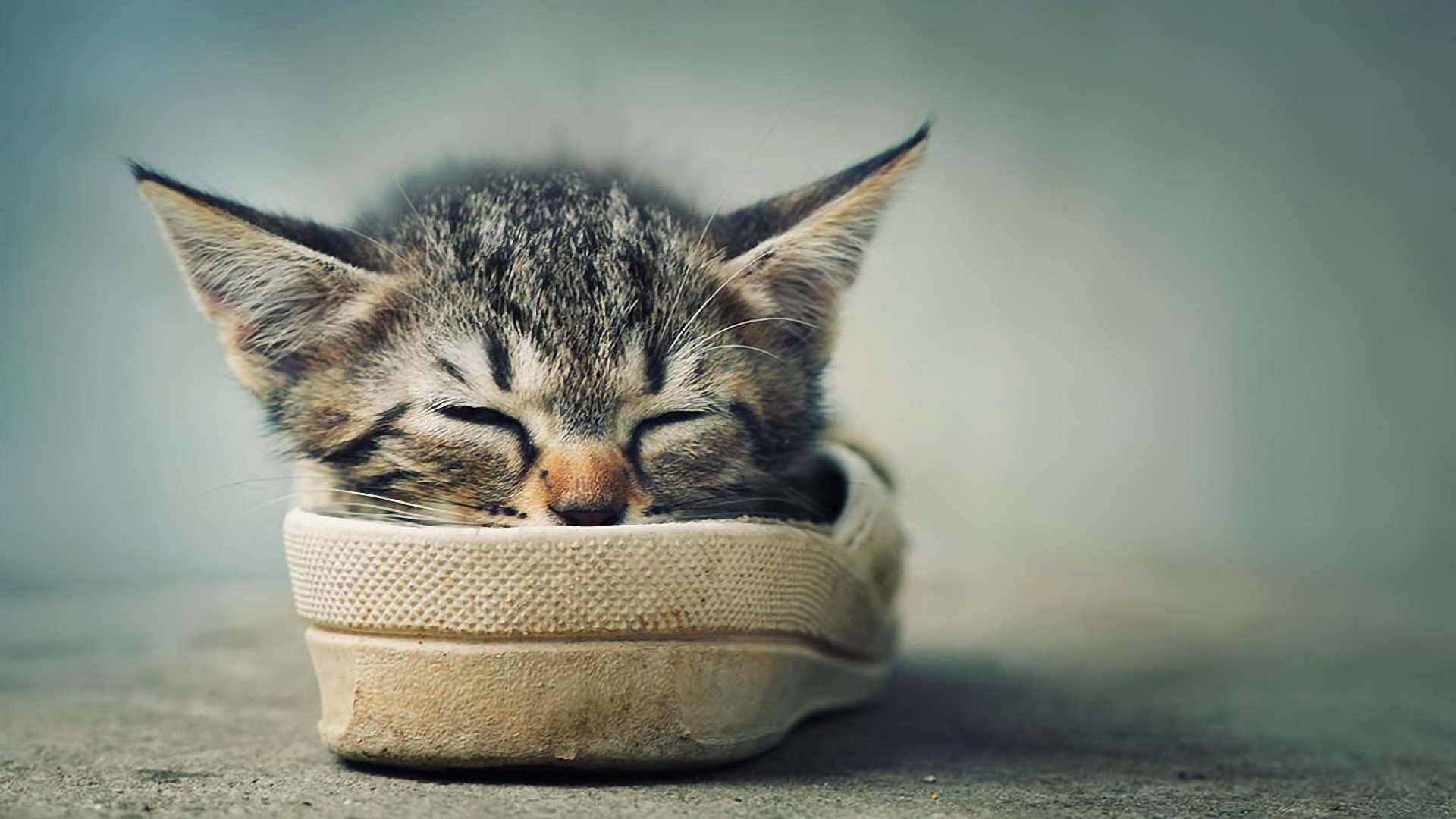 chaton dormir repos oreilles antennes chaussures