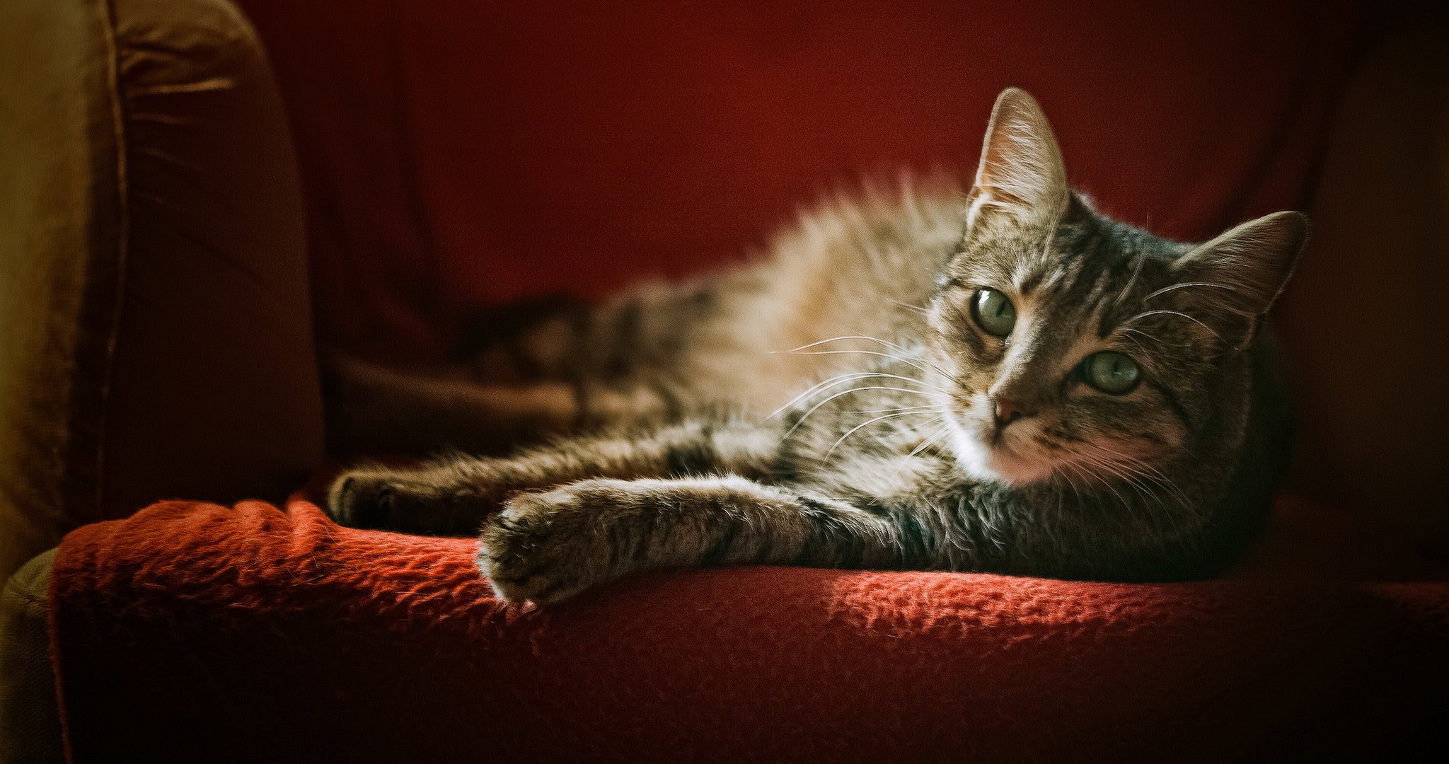 stuhl katze grau gestreift aussehen