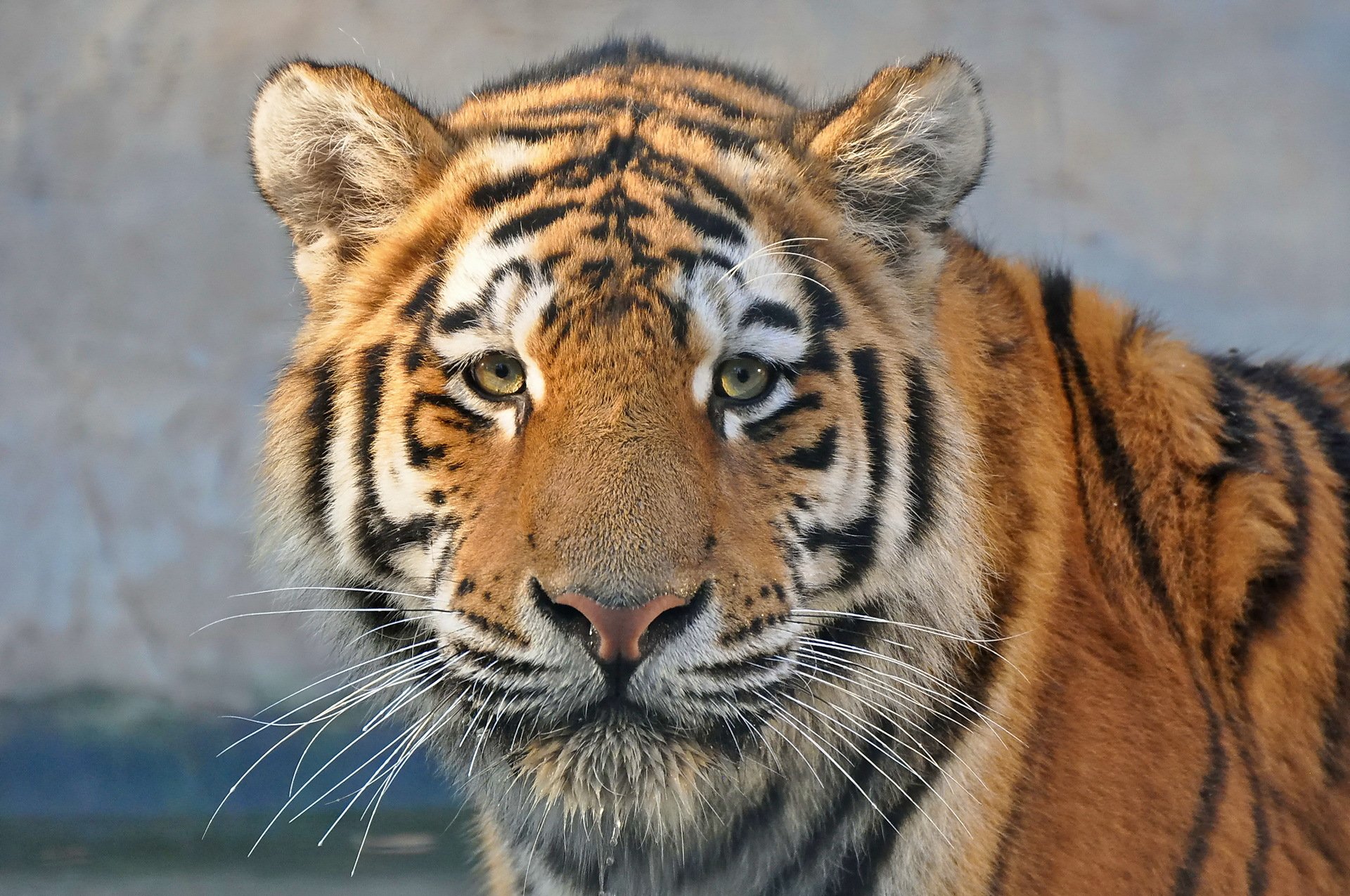 tigre hocico mirada depredador