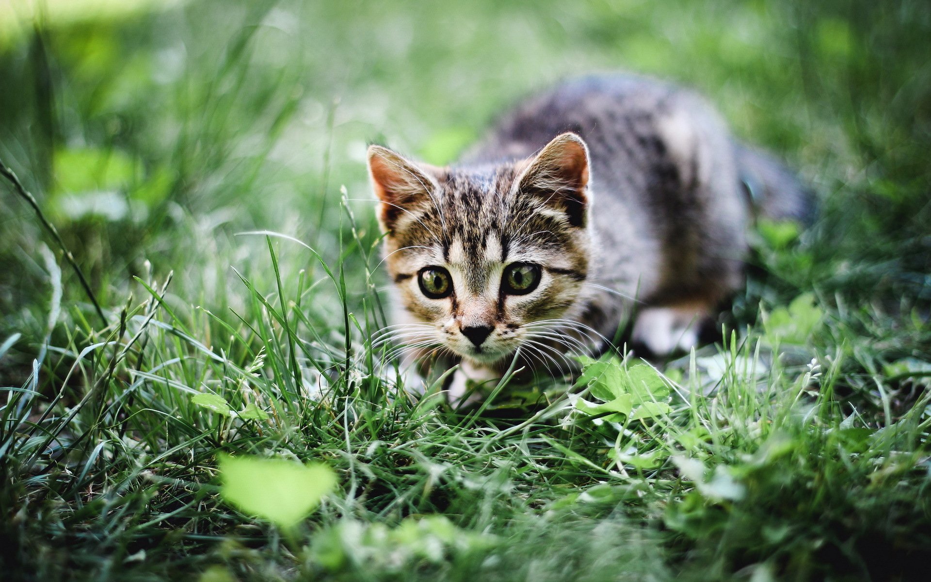 chat herbe été