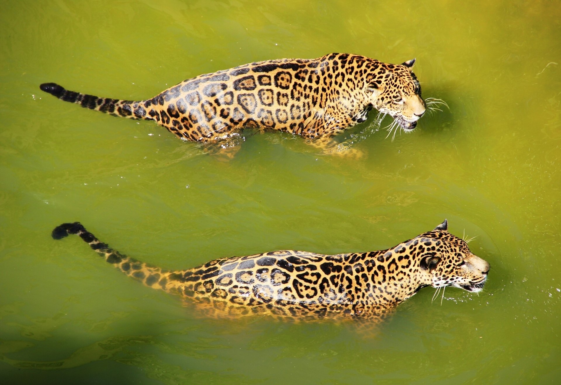 jaguar agua depredador baño