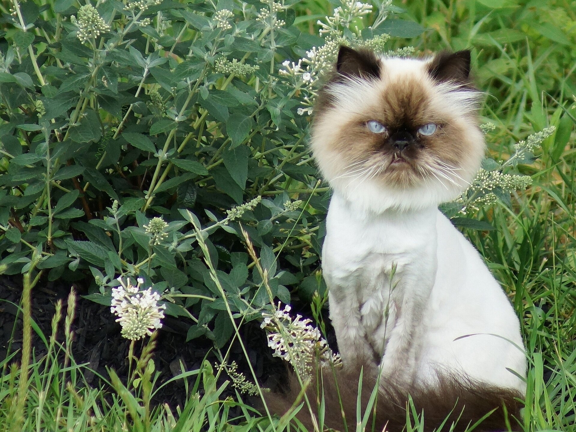 kote crinière lion fleurs