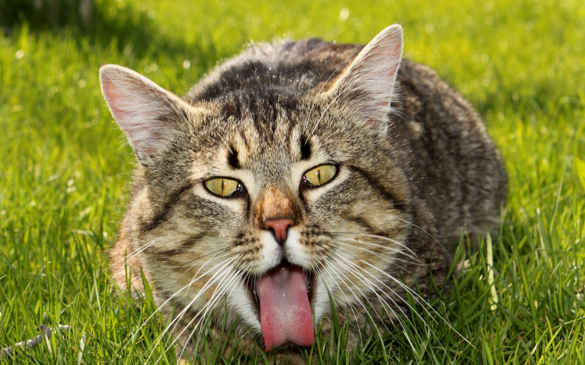 gato verano fondo