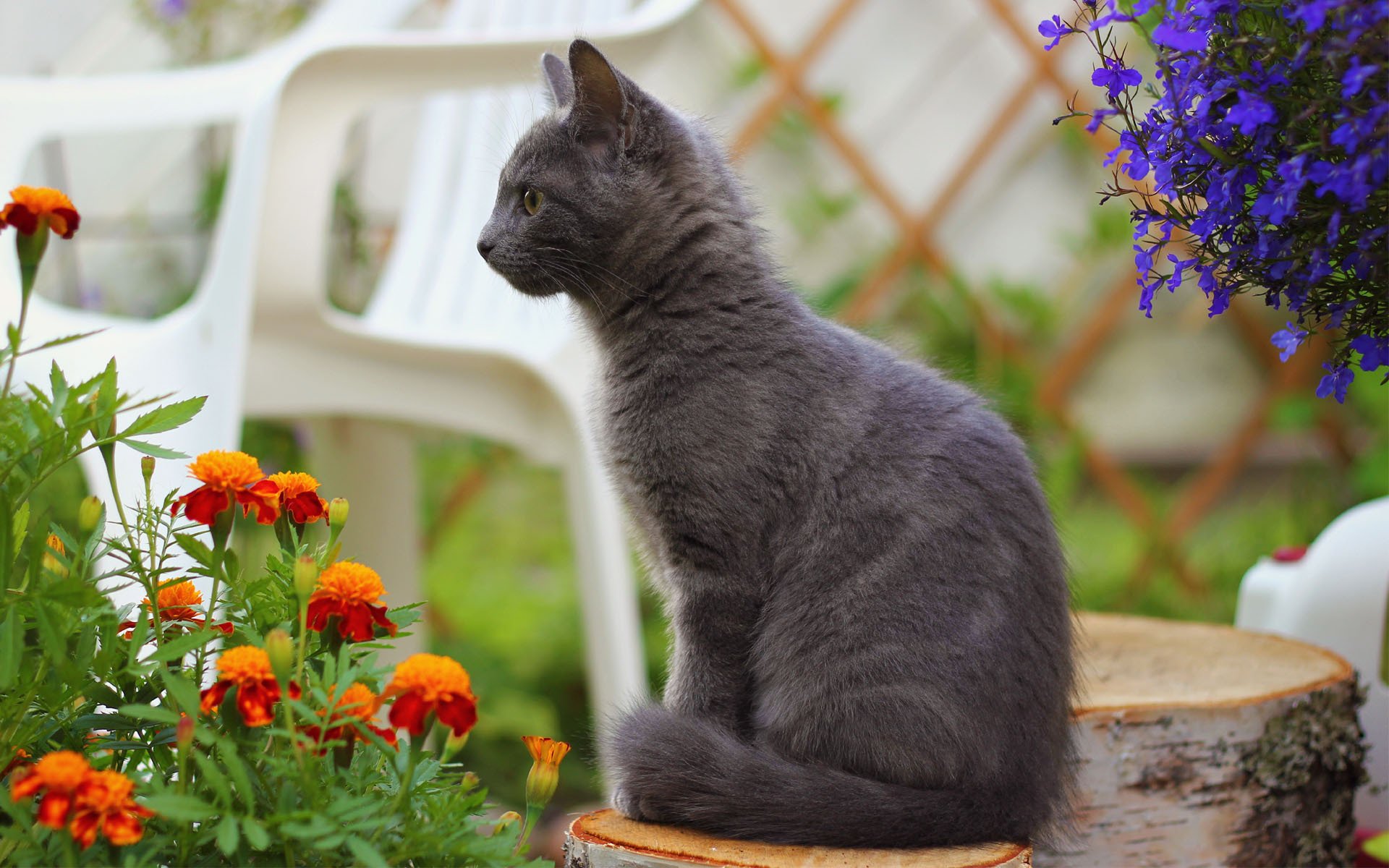 gato gato ahumado espuma flores caléndulas silla borroso