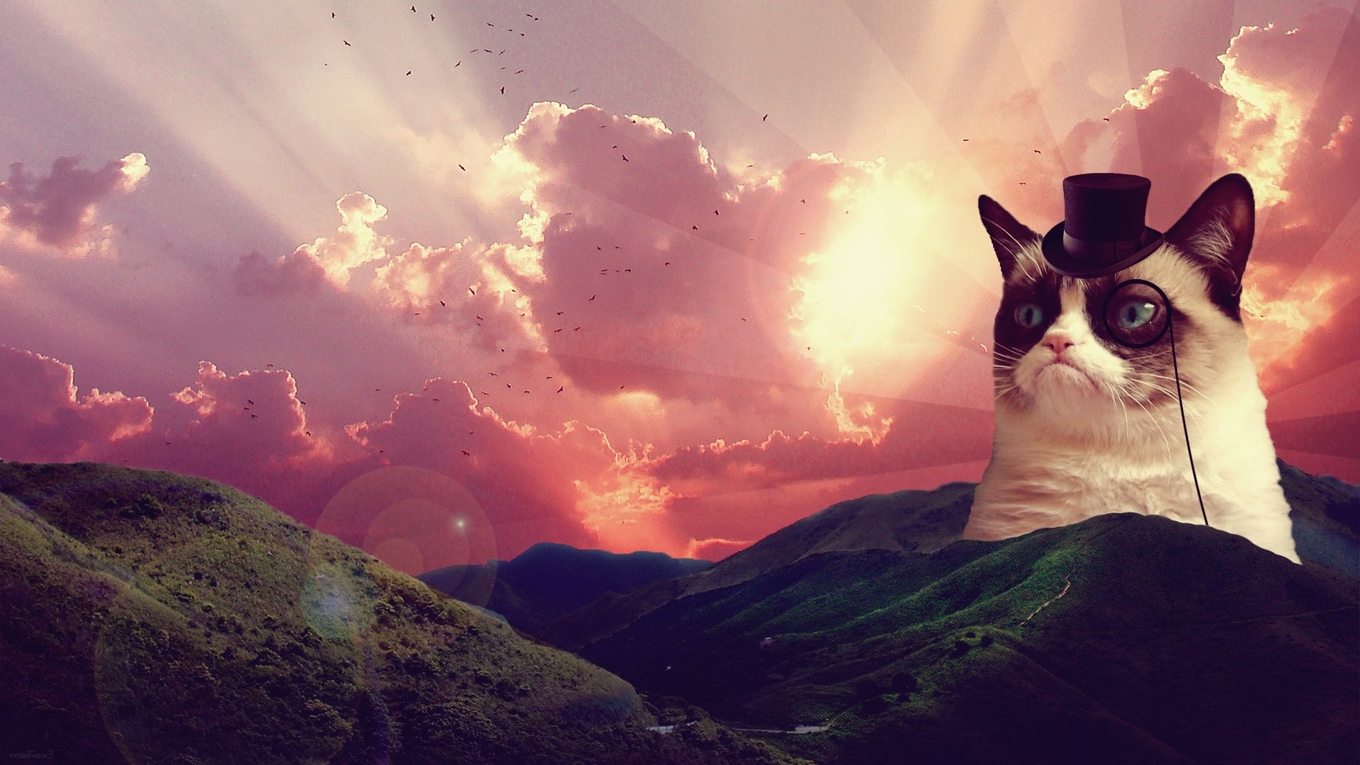 grumpy cat sad cat sunrise landscape