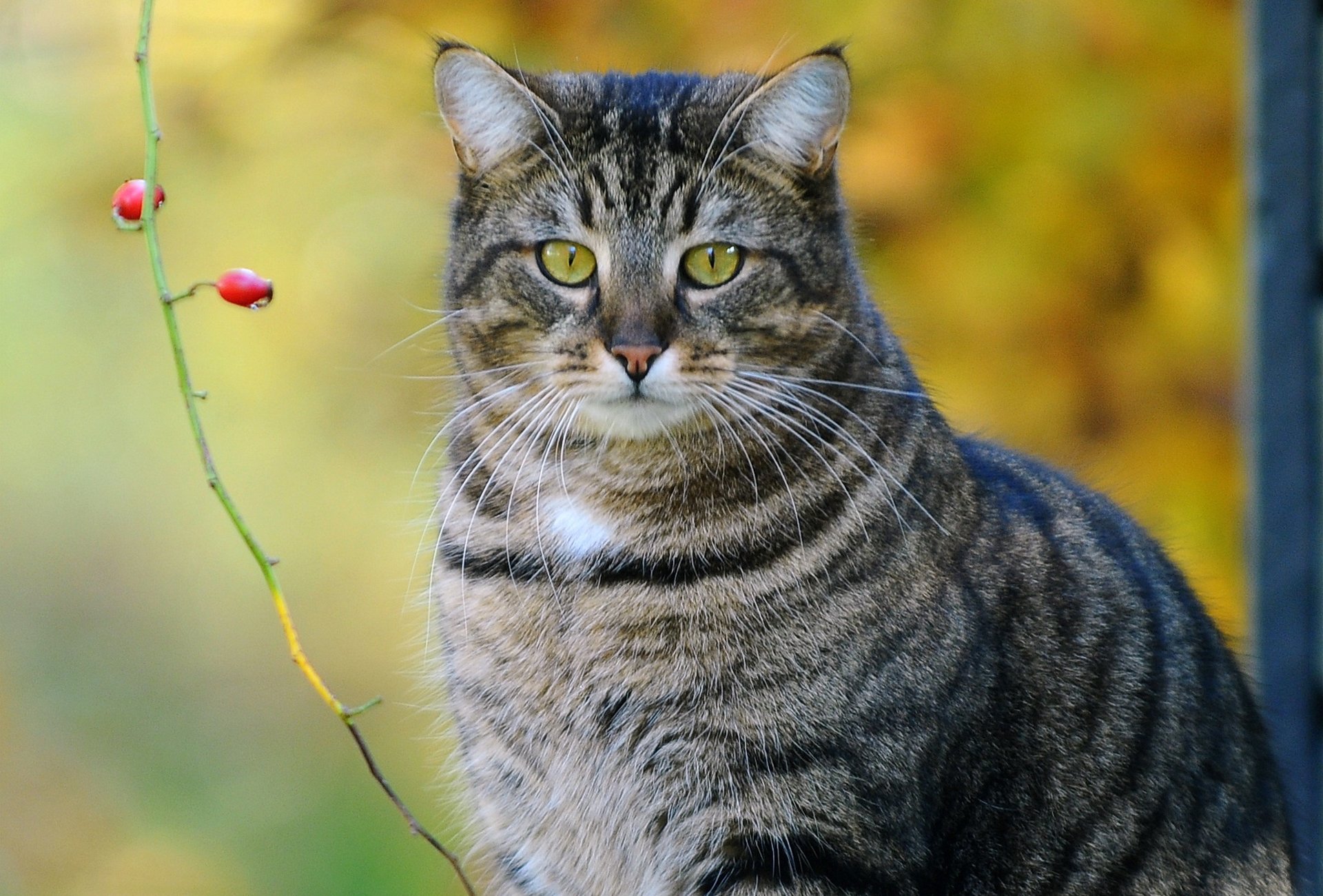 katze kote gestreift zweig beeren