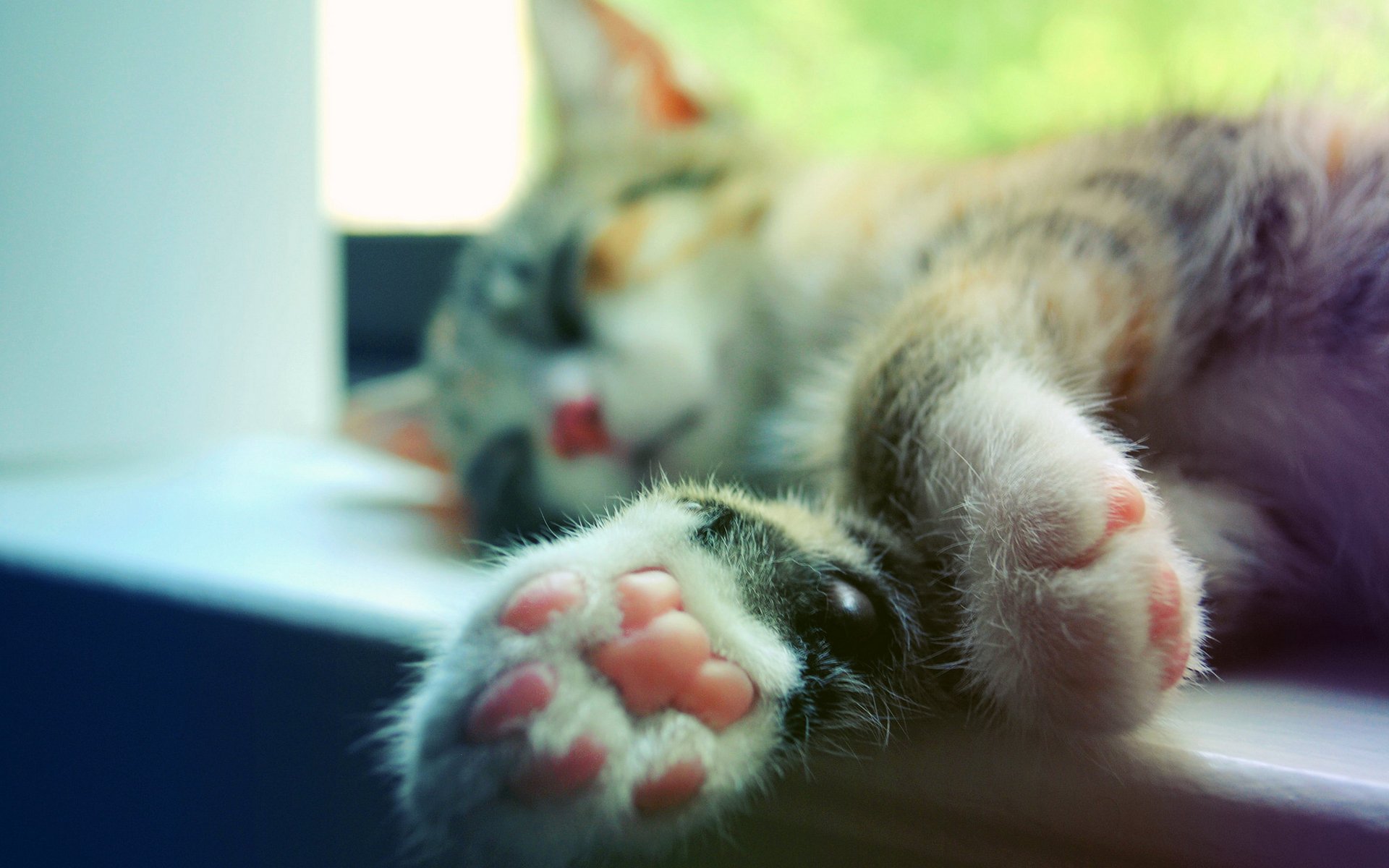 gato gato dormir patas macro alféizar de la ventana