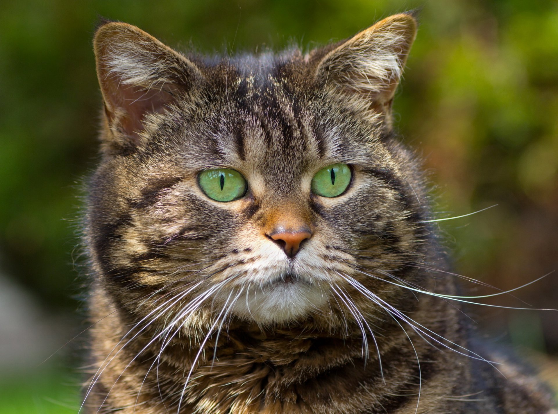 gatto a strisce baffi occhi verdi sfondo