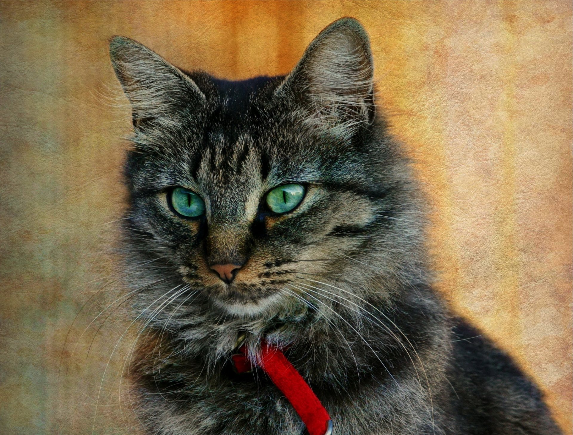 cat cat gray striped collar background texture portrait