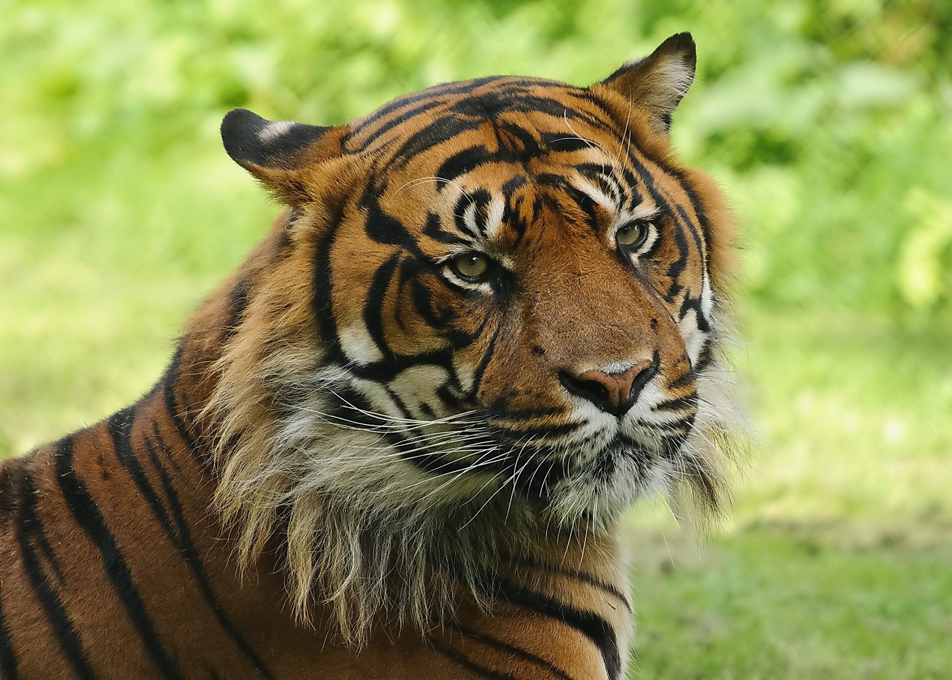 tiger schnauze gestreifte katze