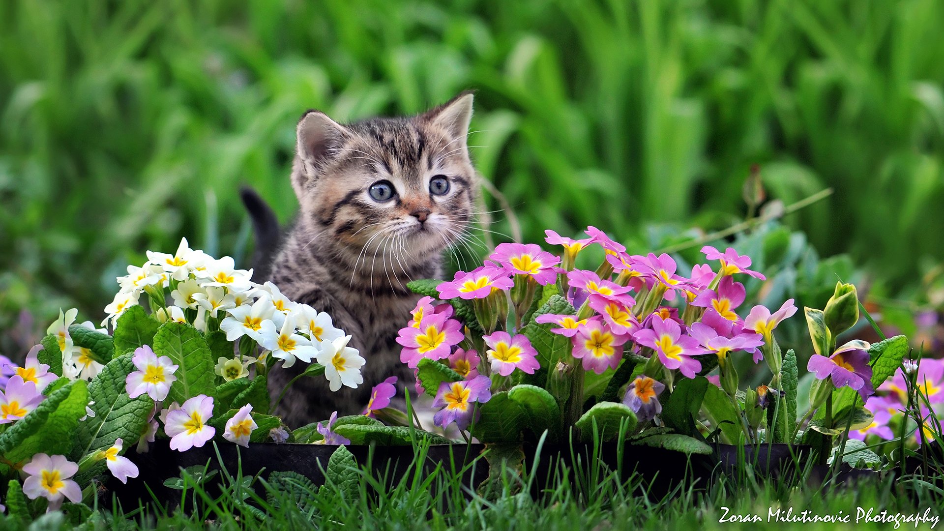 bebé flores primula por zoran milutinovic