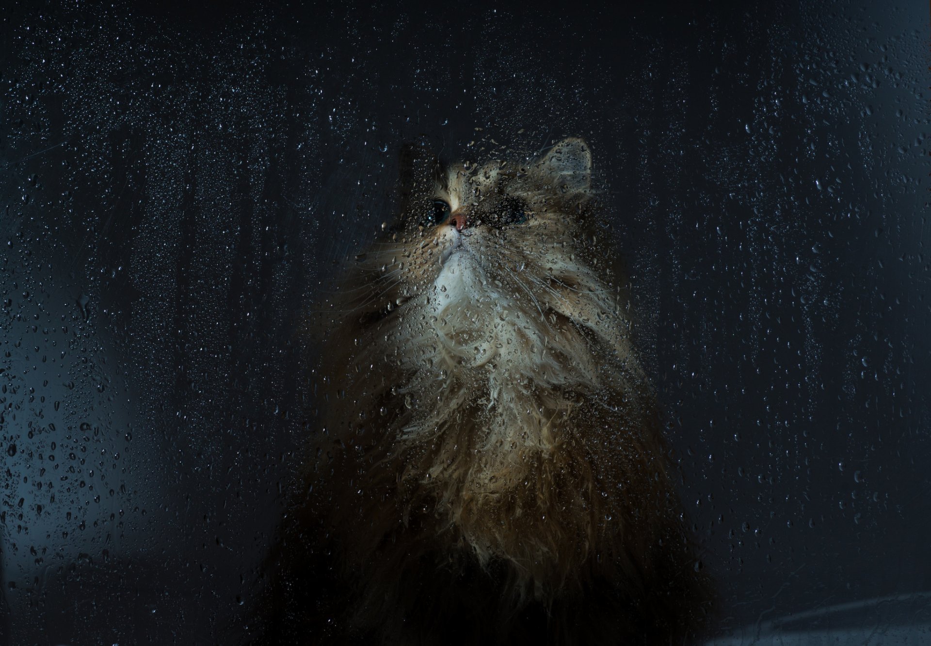 benjamin tord ben tord glas katze maulkorb tropfen makro