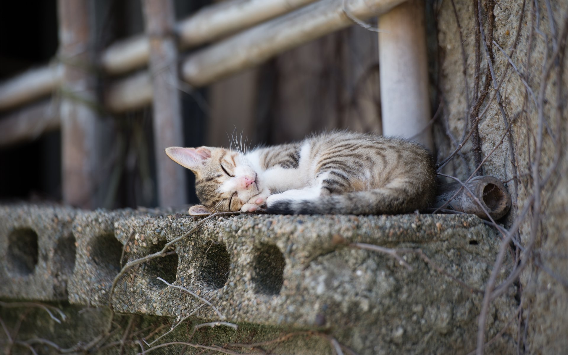 kotknok cat sleeping town the window sill concrete stick