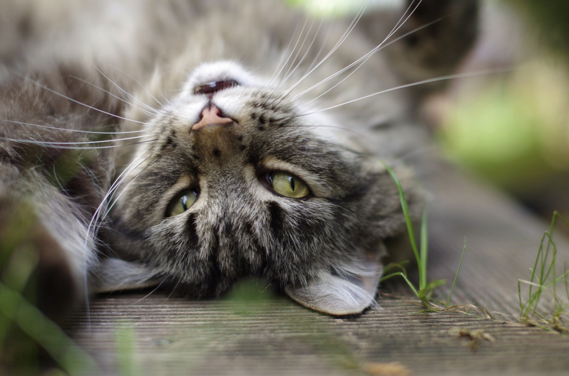 brins d herbe chat chat gris yeux moustache oreilles fond