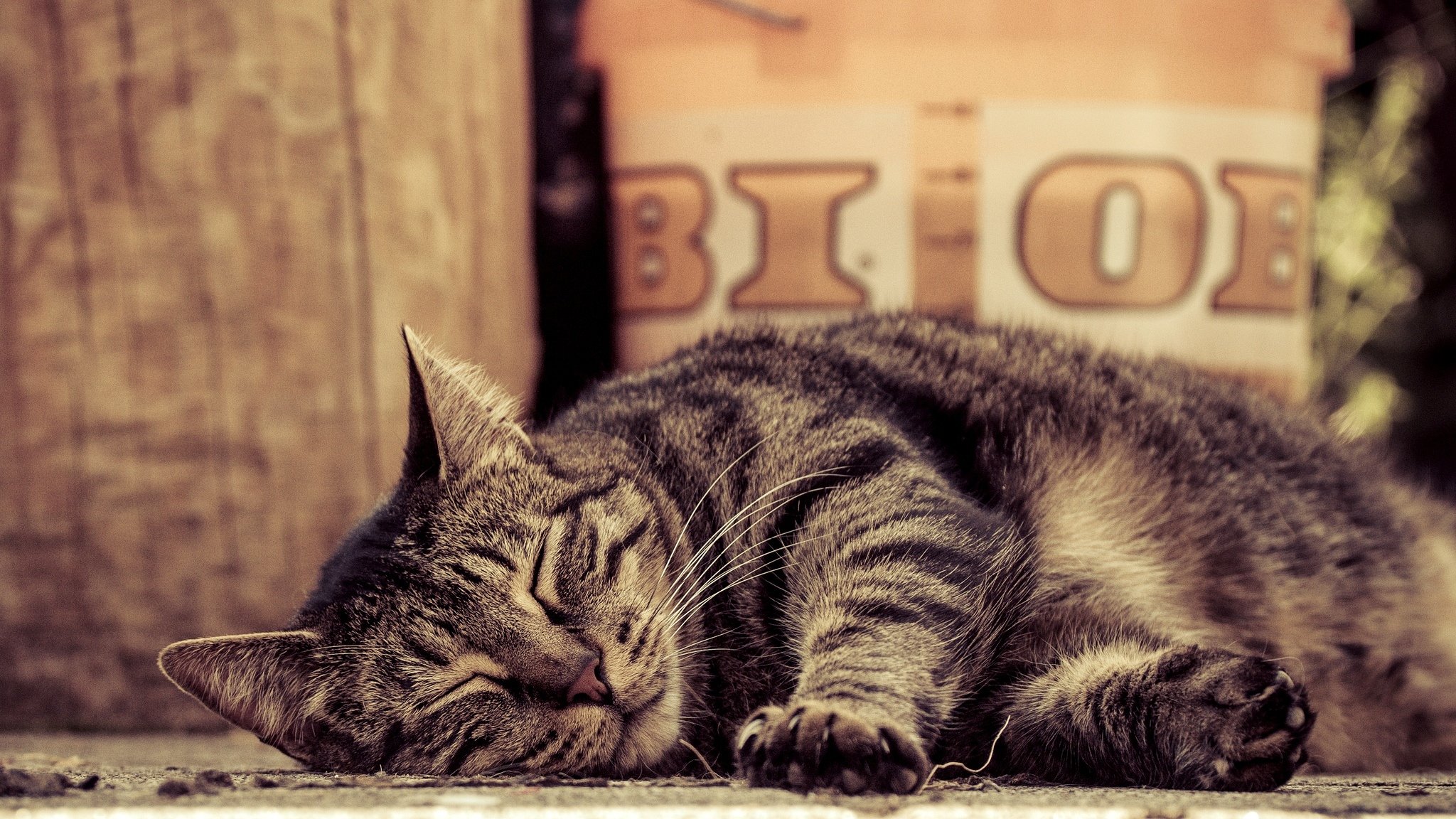 cat striped sleeping cat paws lying