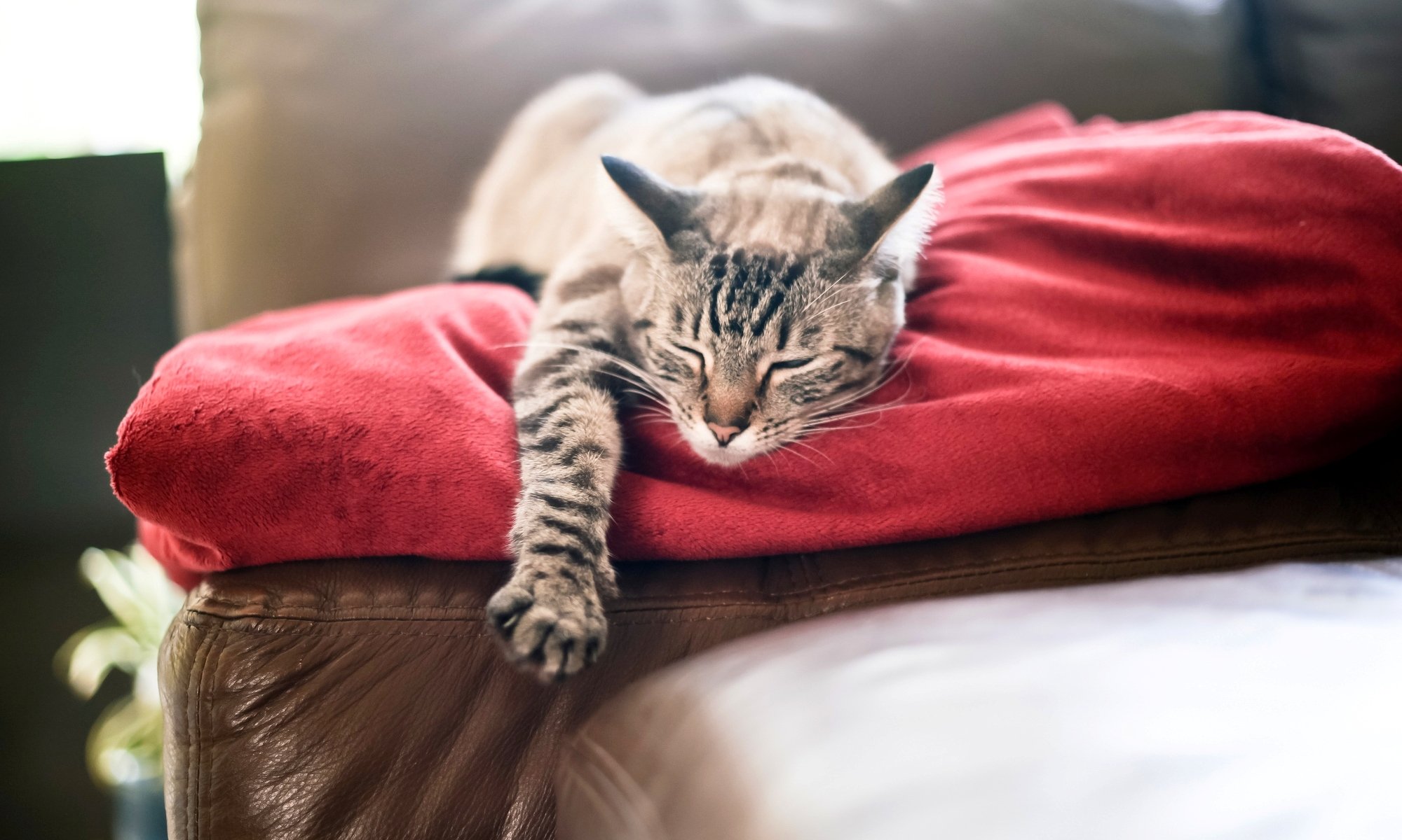 gato gato durmiendo pata cuadros rojo