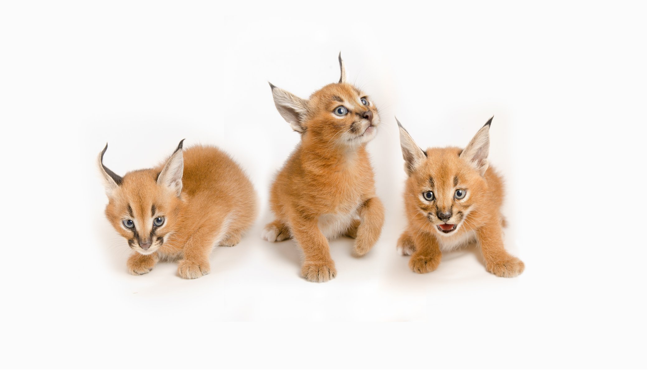 karakale steppenluchse wildkatzen kätzchen kleinkinder trio familie weißer hintergrund