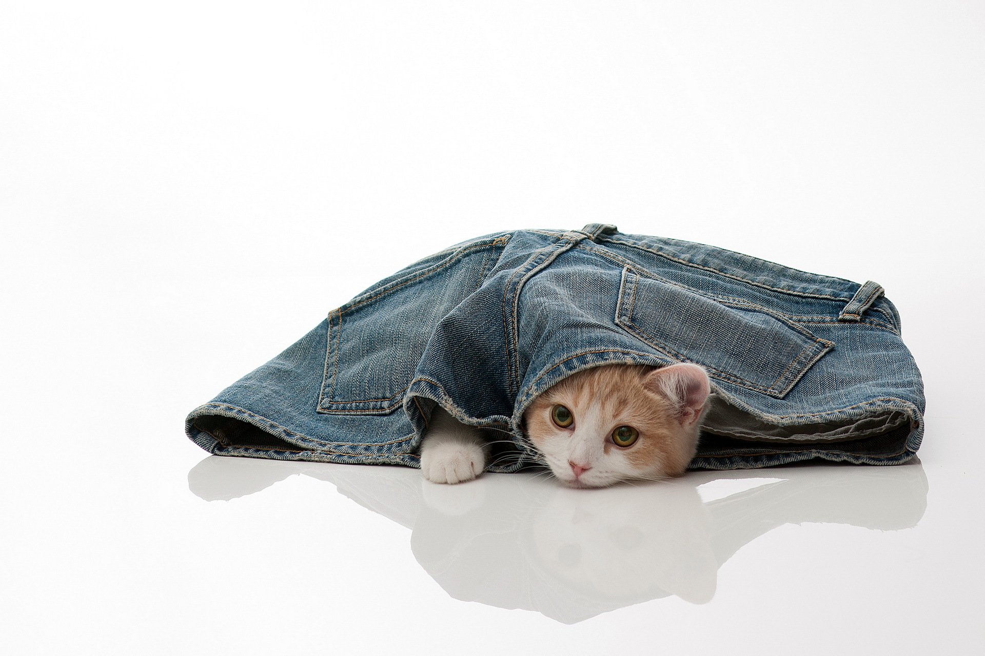 torod gatto jeans