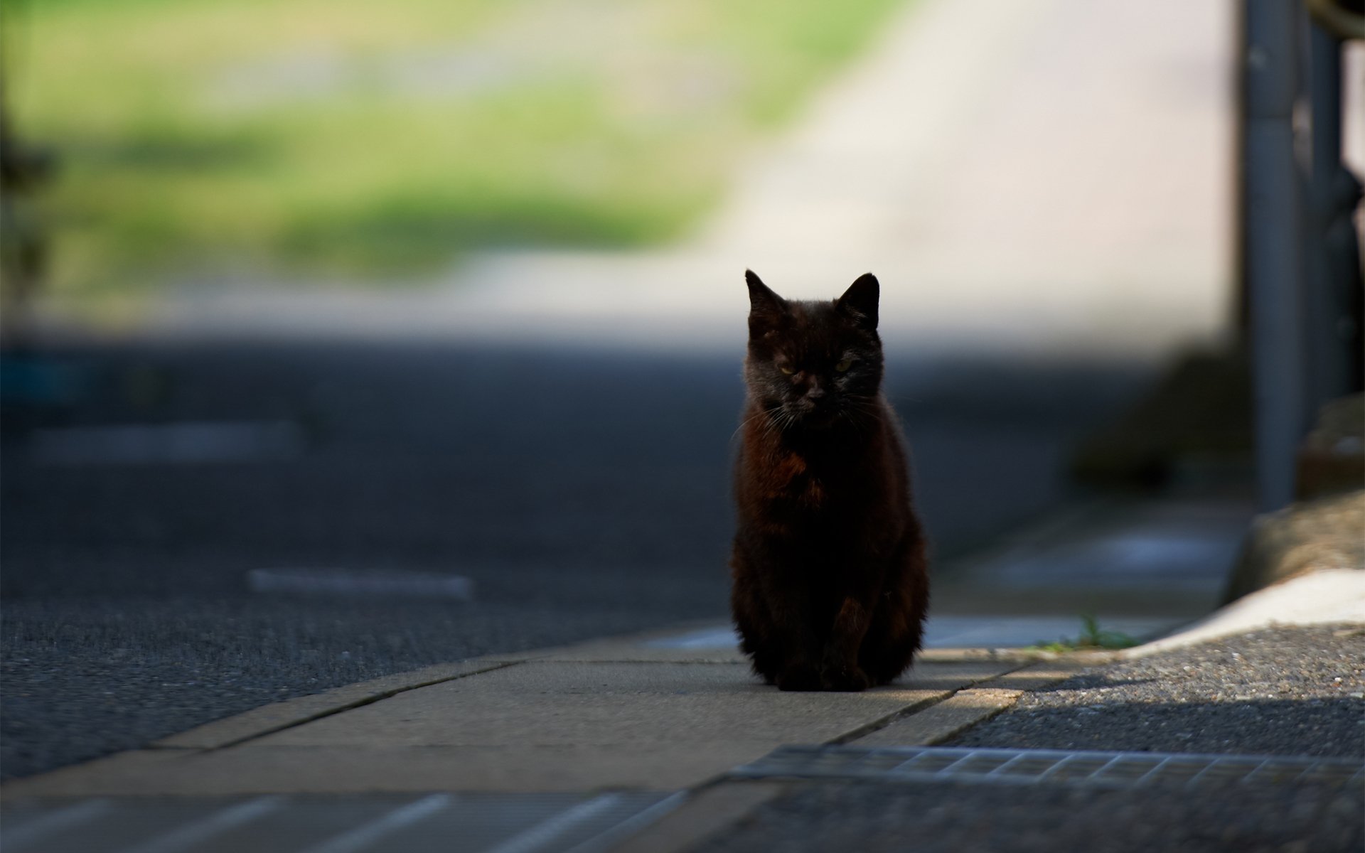 gato negro camino ciudad soleado