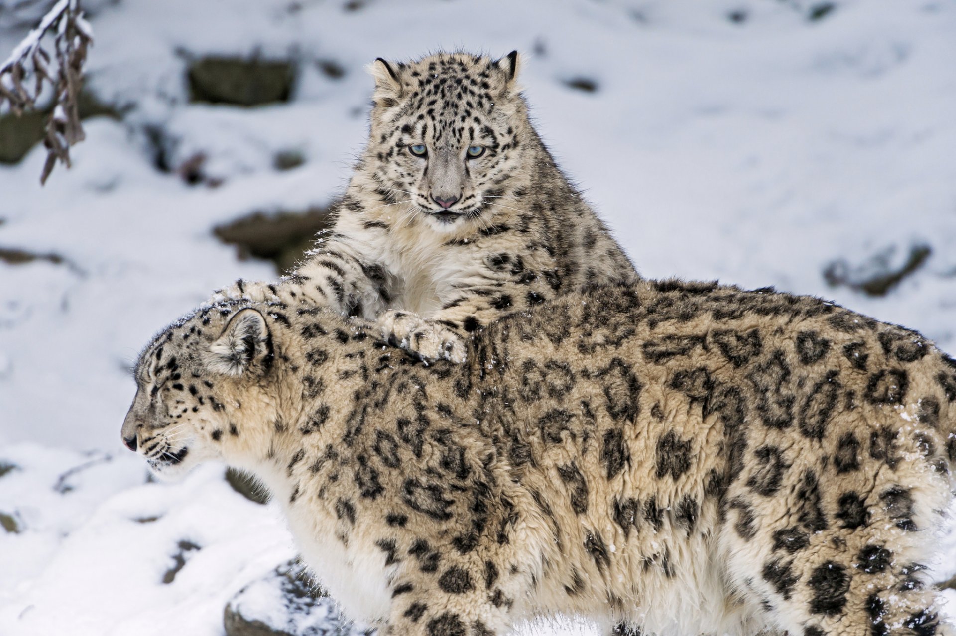 now leopard snow leopard big cat family kitten winter snow