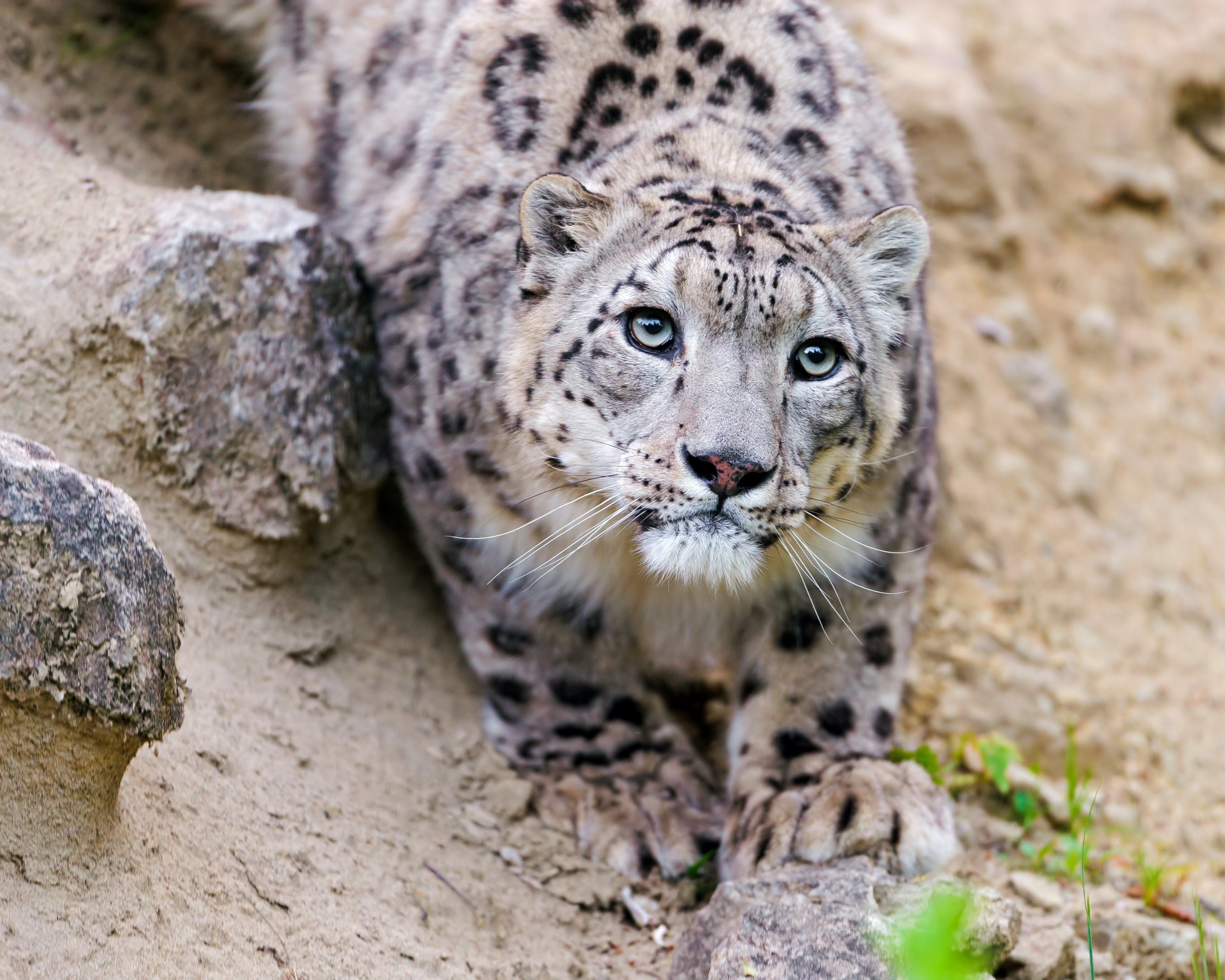 léopard des neiges irbis chat regard museau ©tambako the jaguar