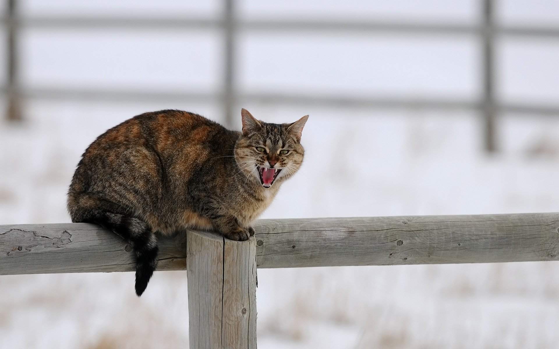 gatto gatto inverno neve recinzione pezzi di legno palo