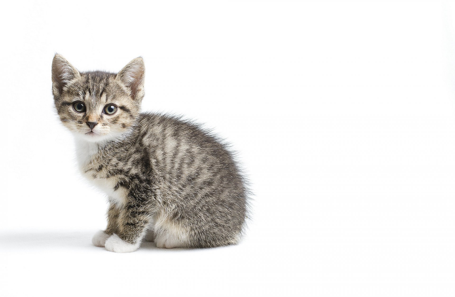 chaton gris enfant fond blanc