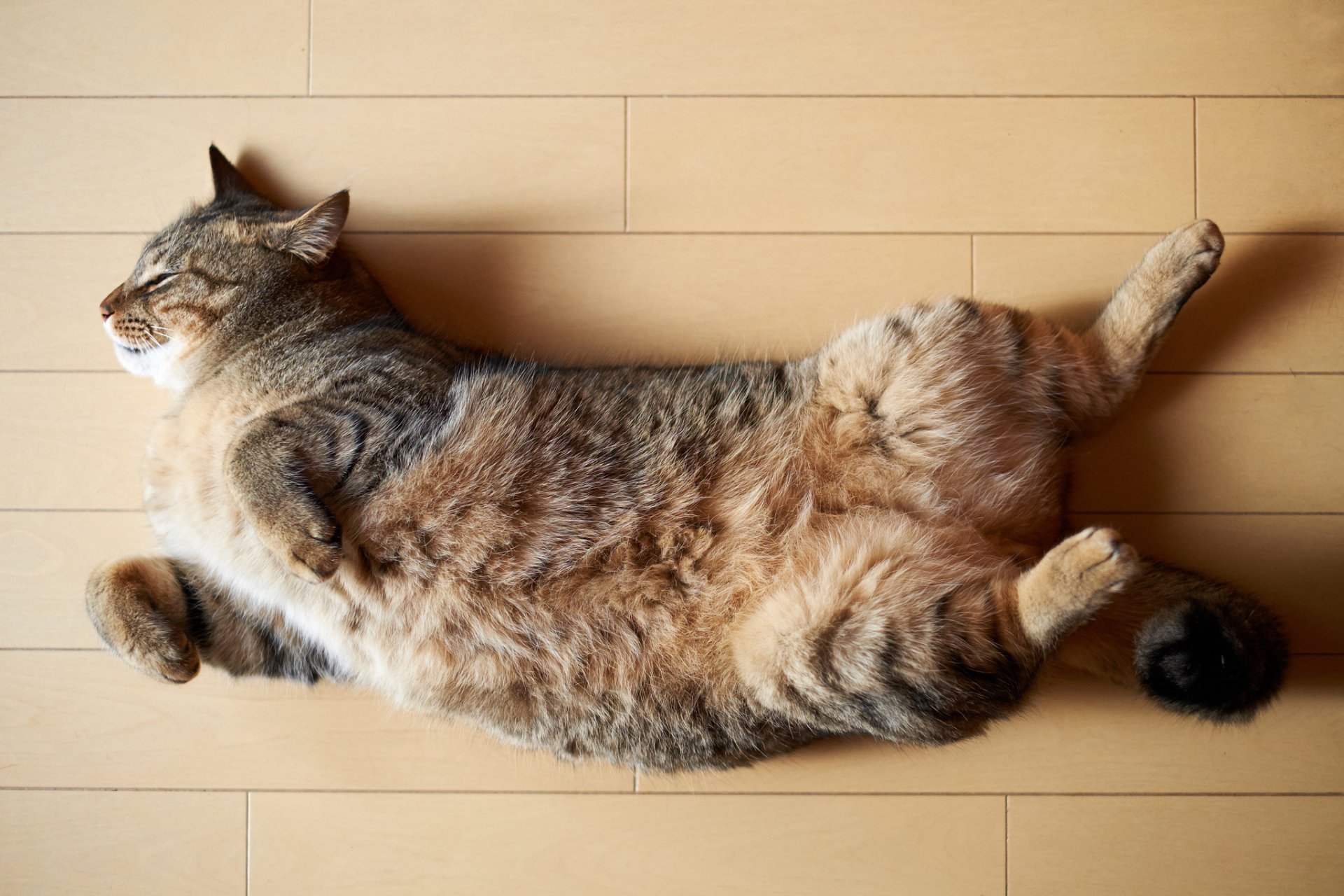 gato gato en el suelo durmiendo sueño