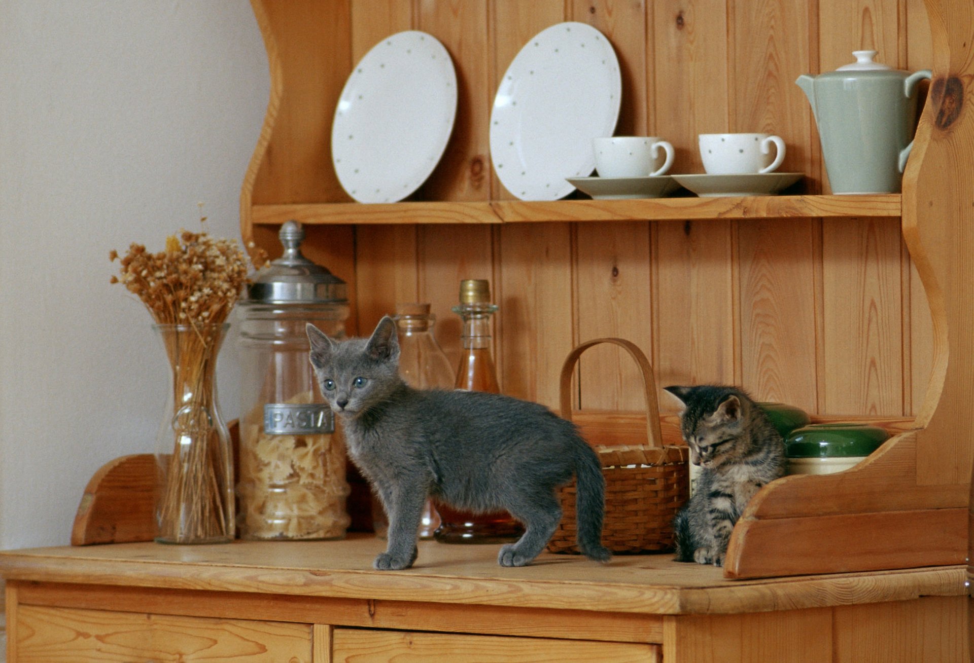 estantes vajilla platos tazas gatitos