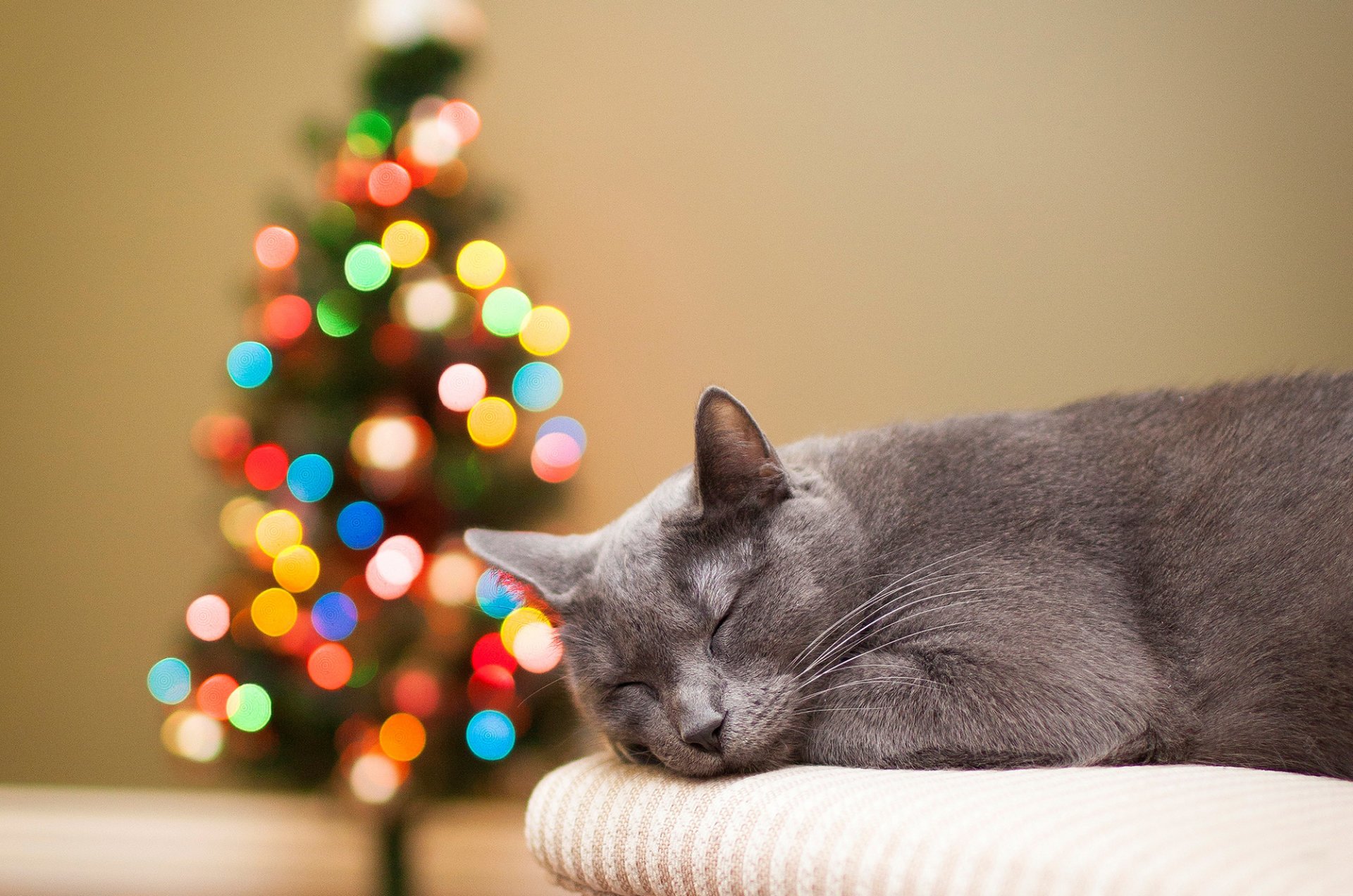 gato gris gato durmiendo árbol de navidad luces bokeh vacaciones