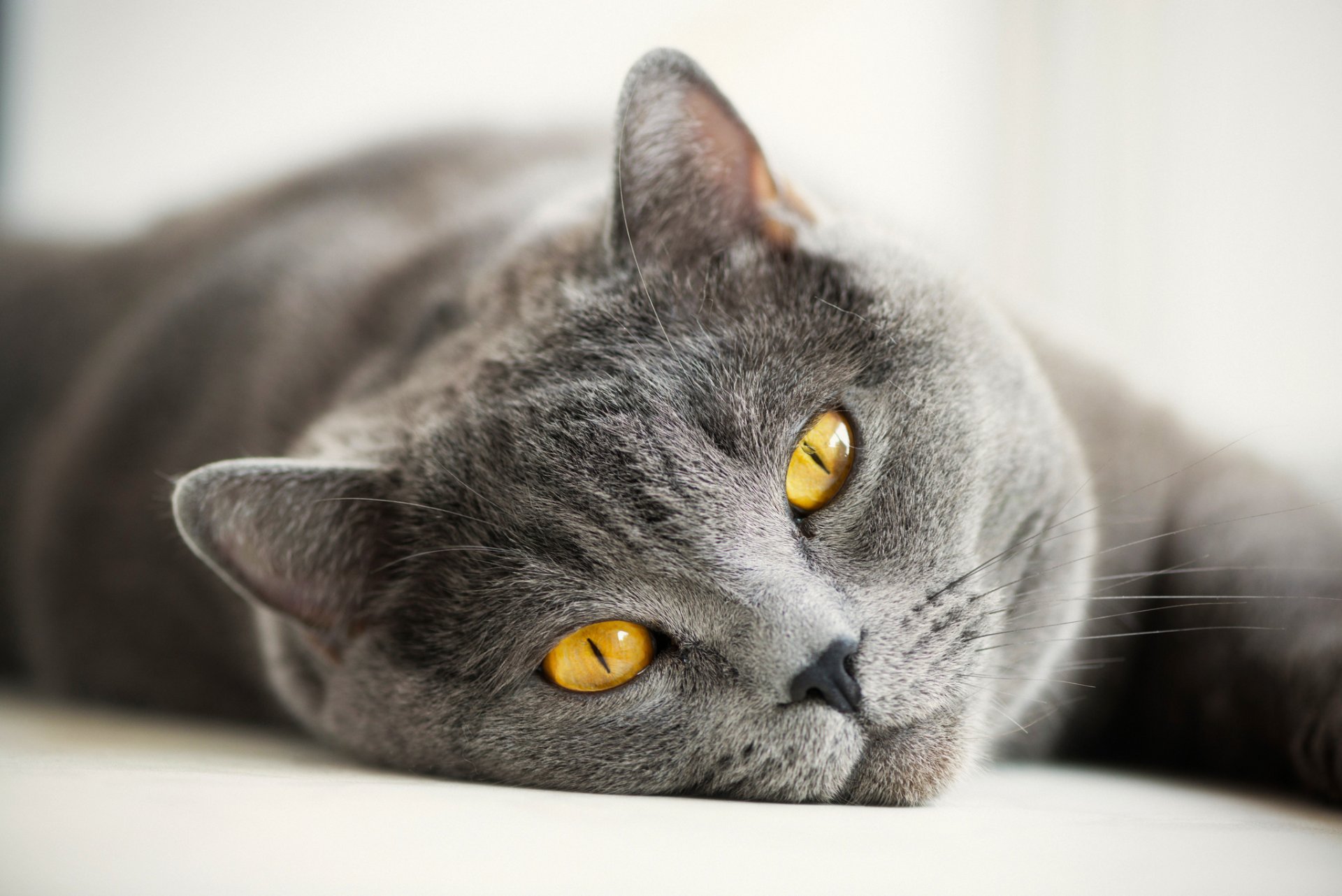 katze katze britisch grau brite augen gelb schnauze schnurrbart blick