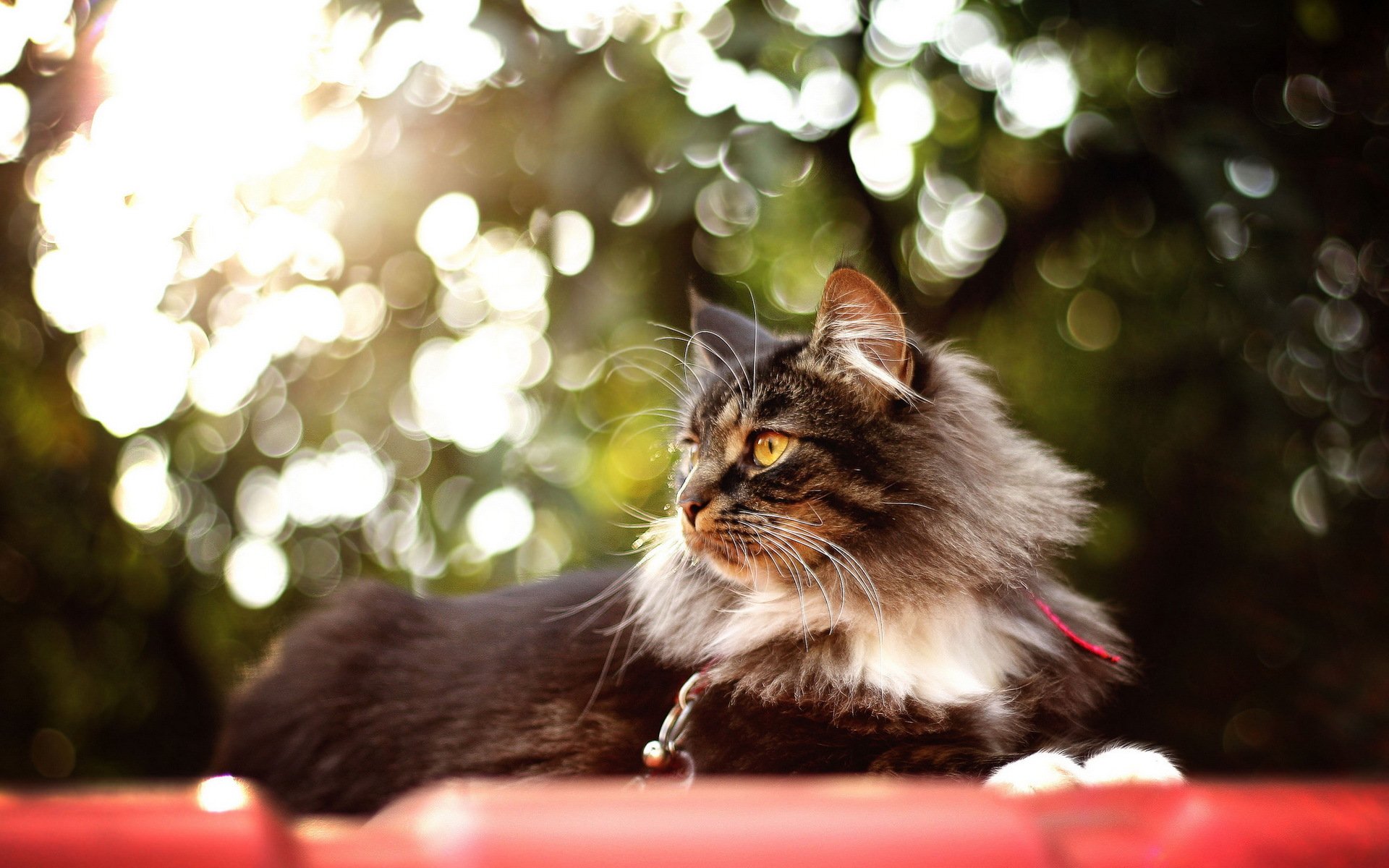 gato verano fondo