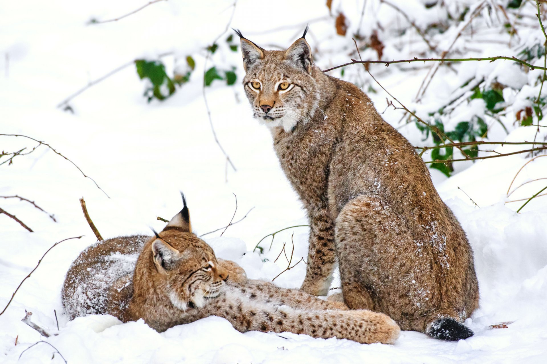 lynx winter snow couple